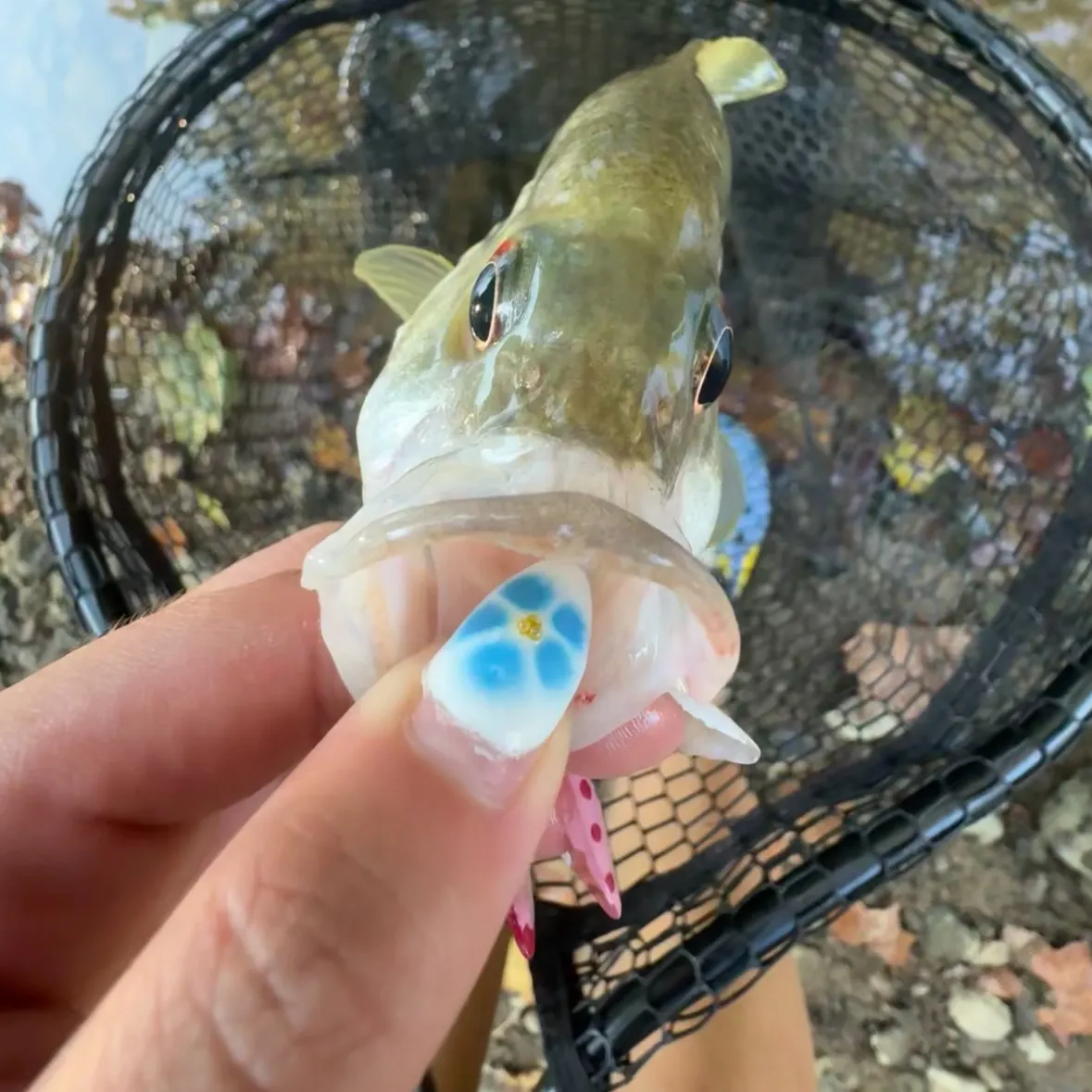 Rock bass caught on Fishbrain
