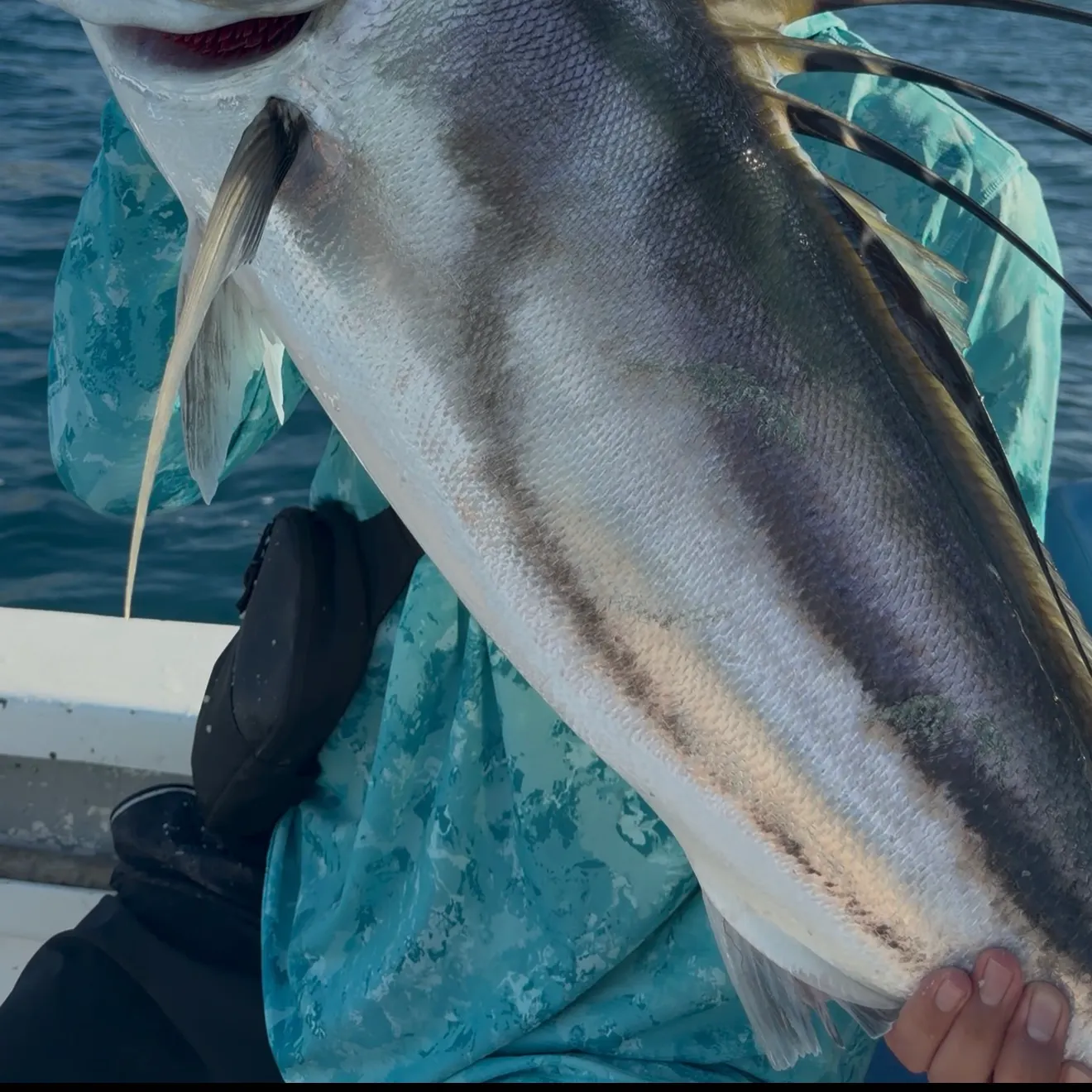 The most recent Roosterfish catches on Fishbrain