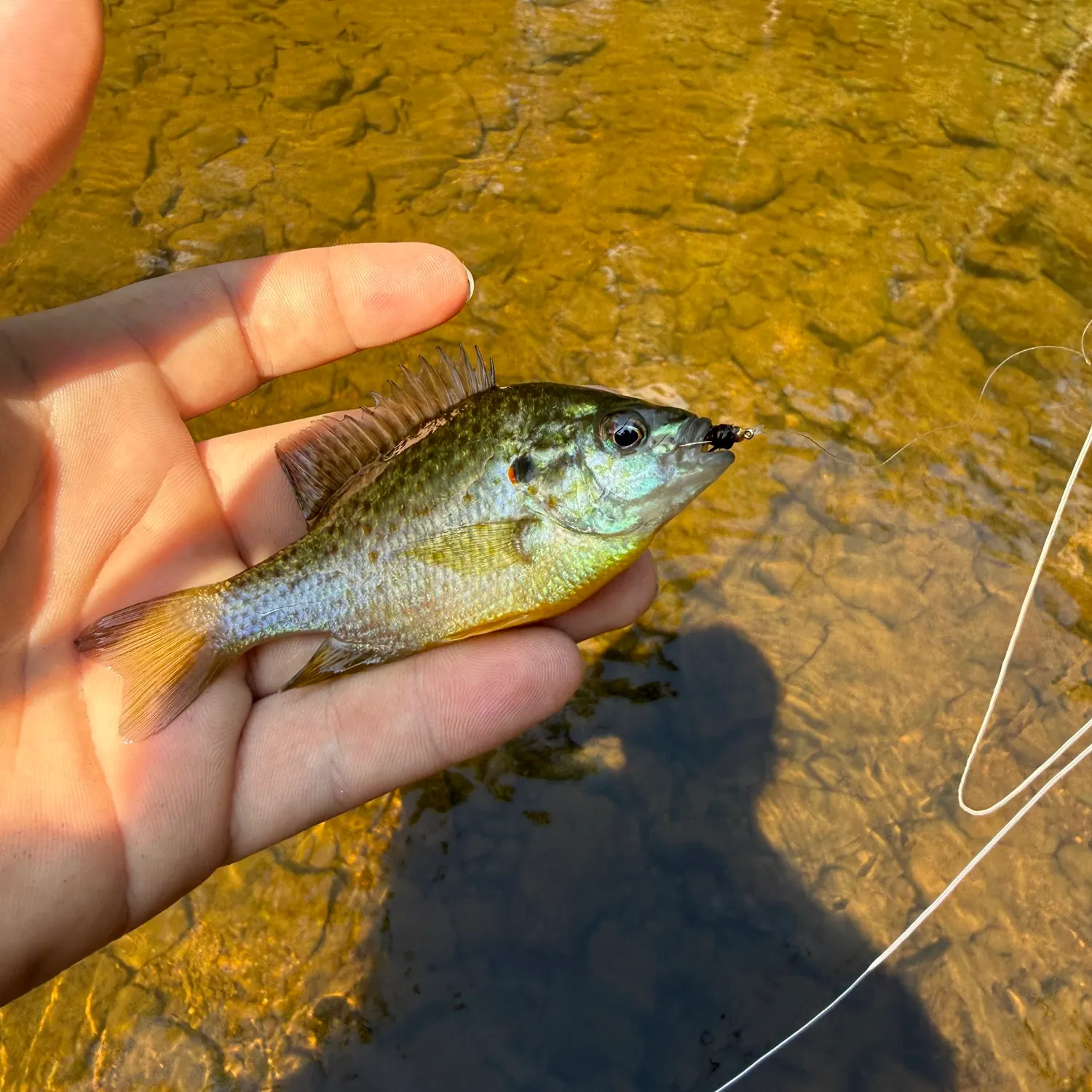 Redear sunfish caught on Fishbrain