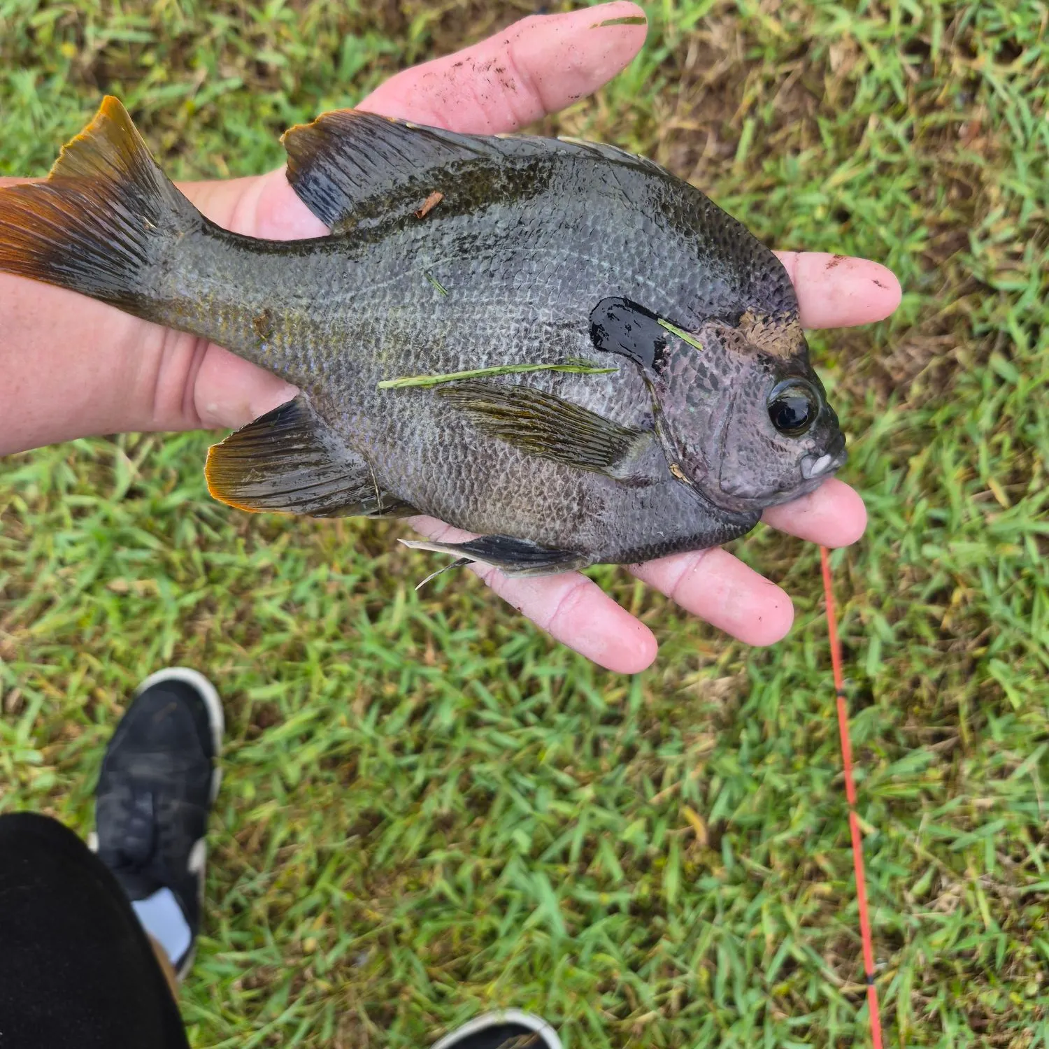 The most recent Coppernose bluegill catches on Fishbrain