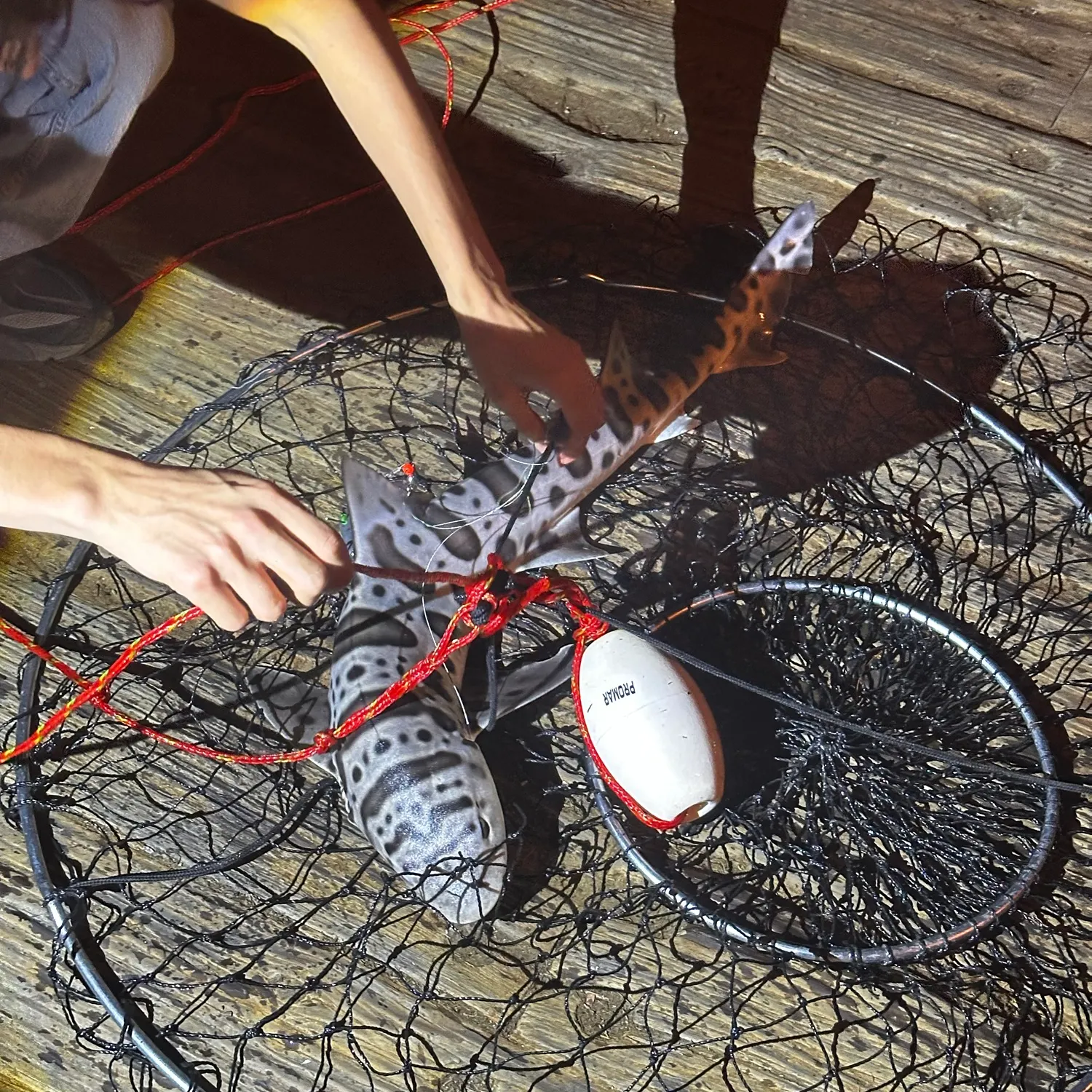 Leopard shark caught on Fishbrain
