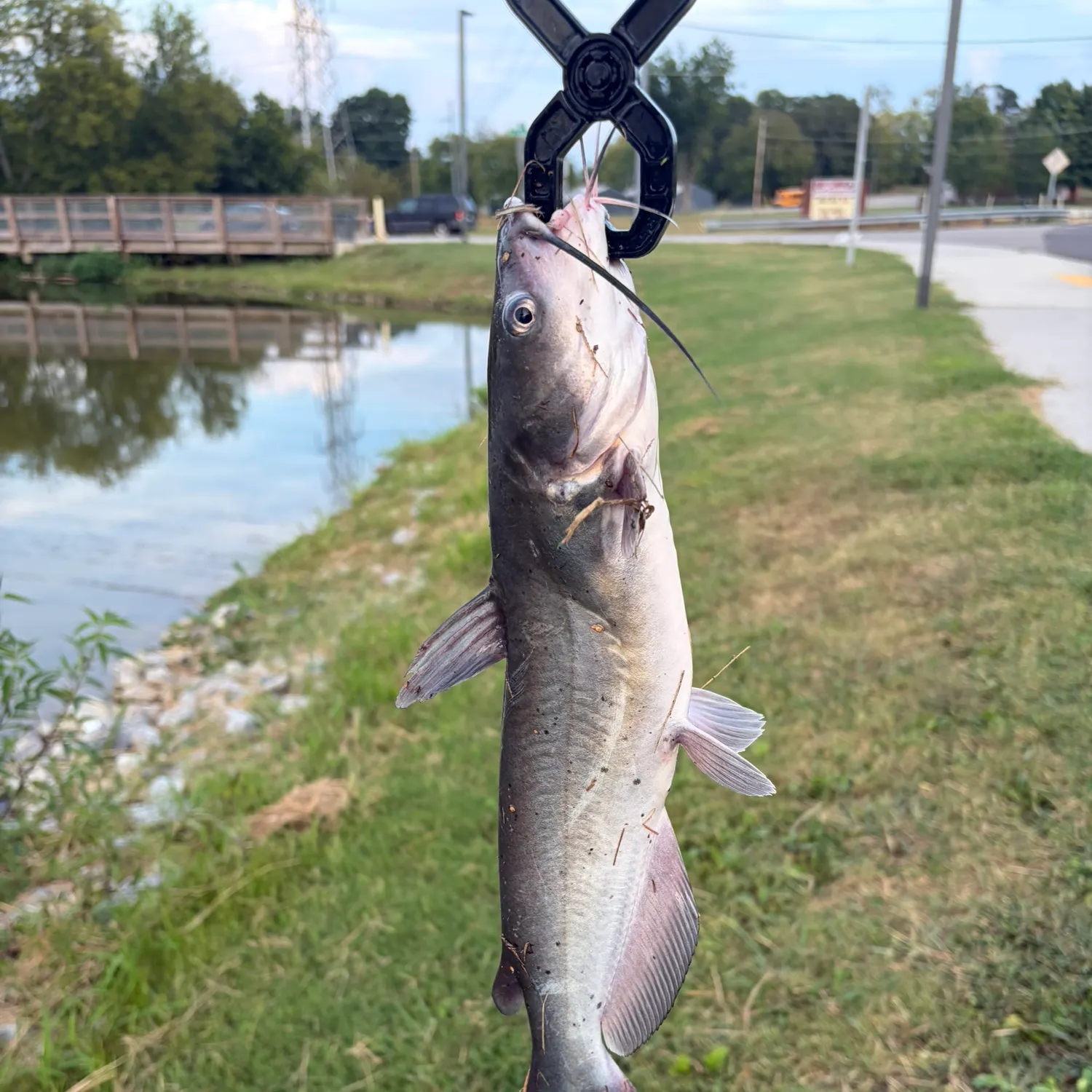 Channel catfish caught on Fishbrain