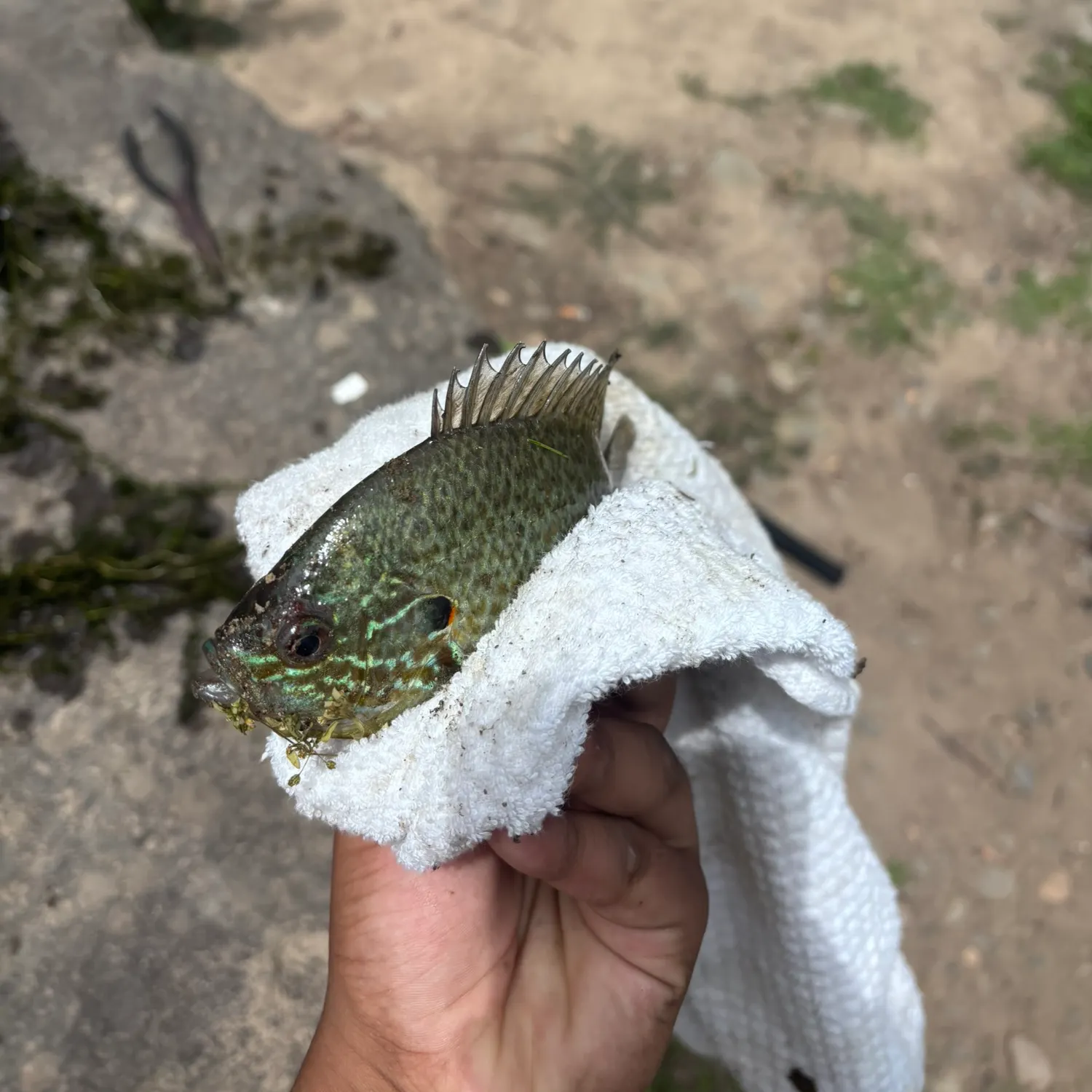 catch