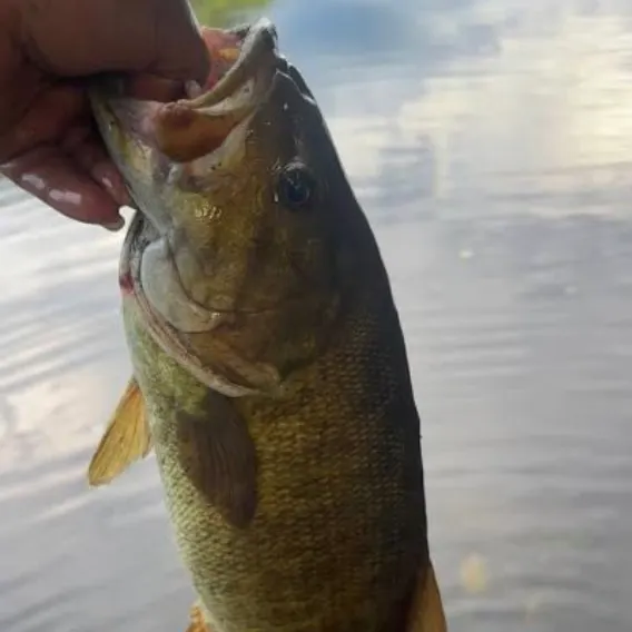 Smallmouth bass caught on Fishbrain