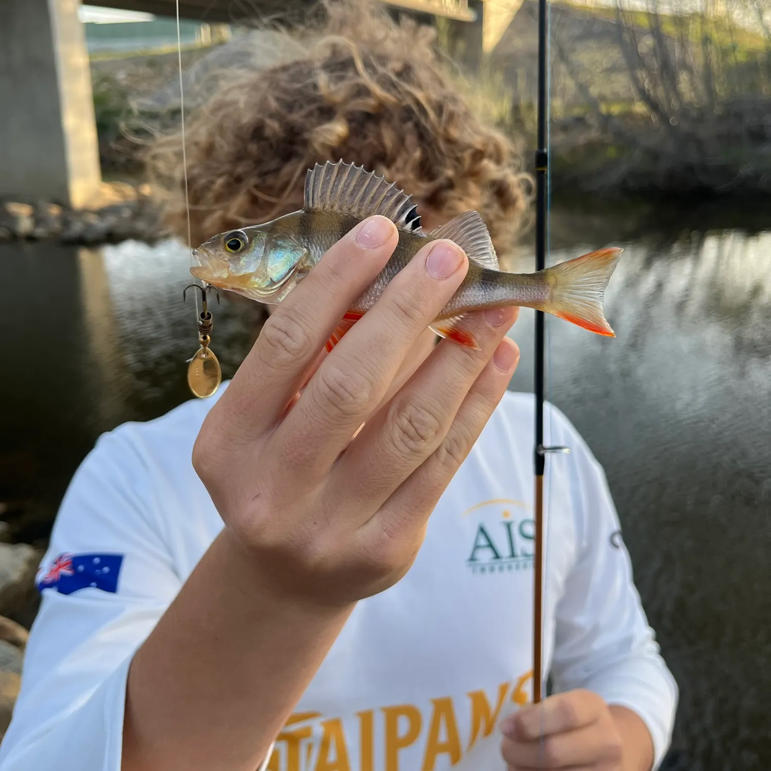 European perch caught on Fishbrain