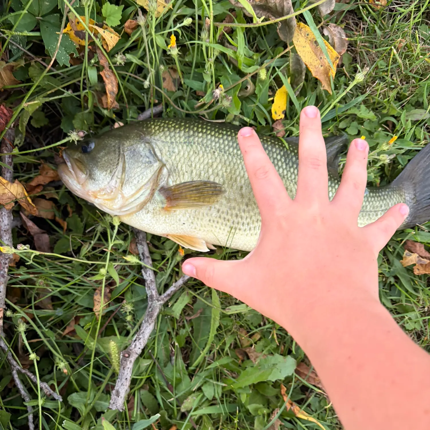 White crappie caught on Fishbrain
