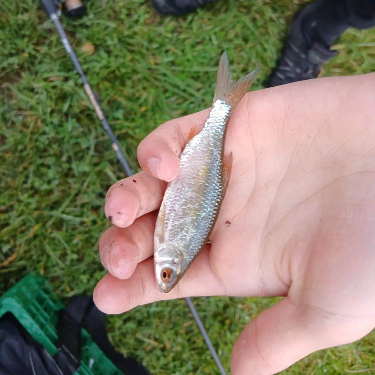 Common roach caught on Fishbrain