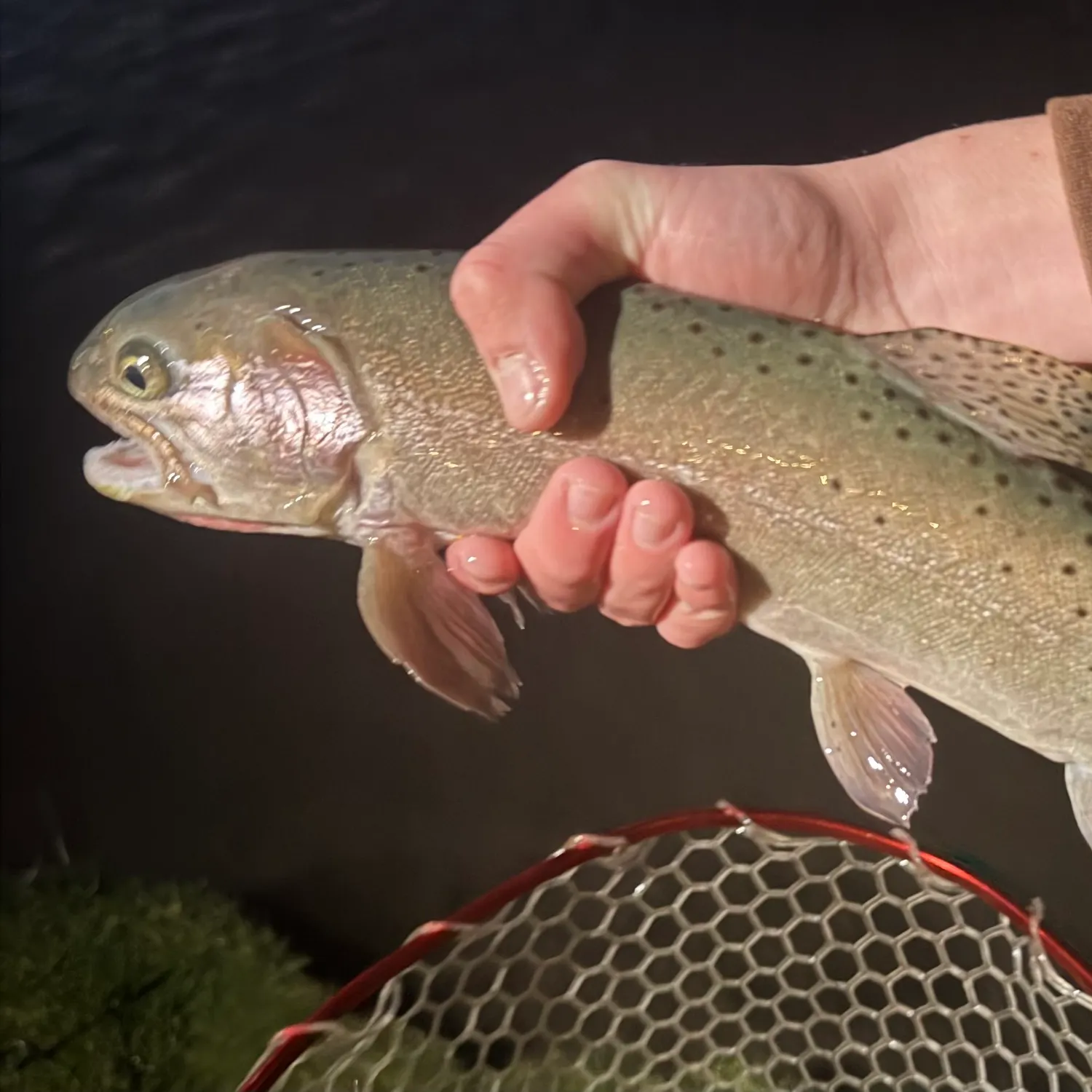 Cutthroat trout caught on Fishbrain