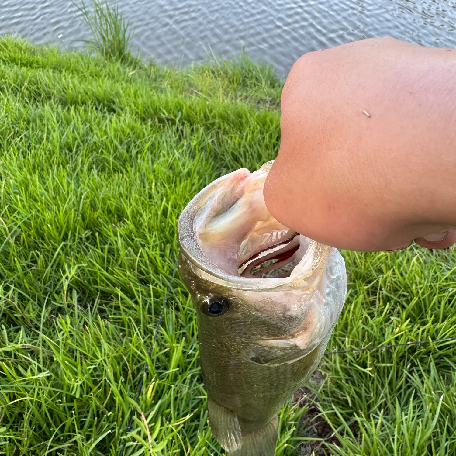 Fish caught on Fishbrain