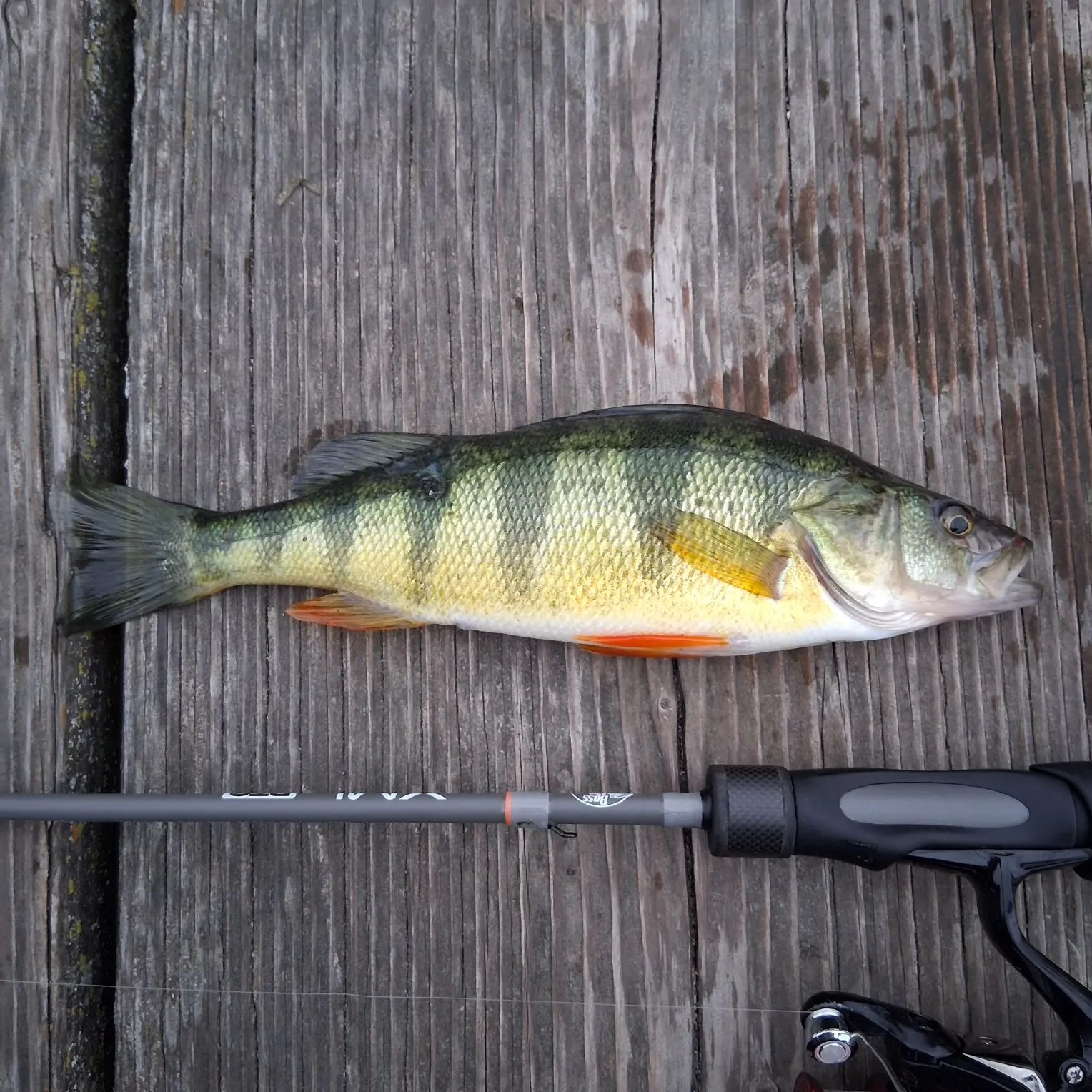 Yellow perch caught on Fishbrain