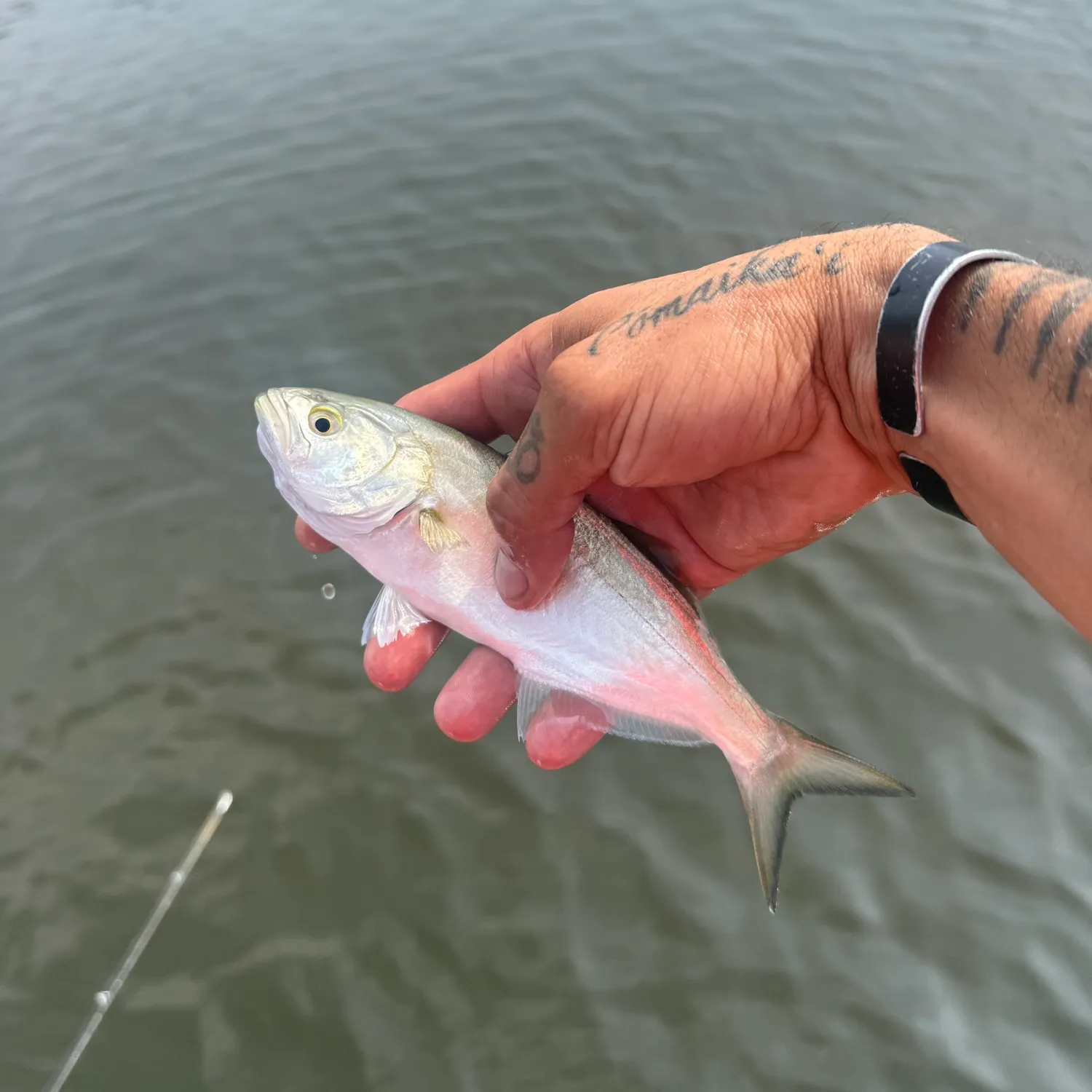 Bluefish caught on Fishbrain