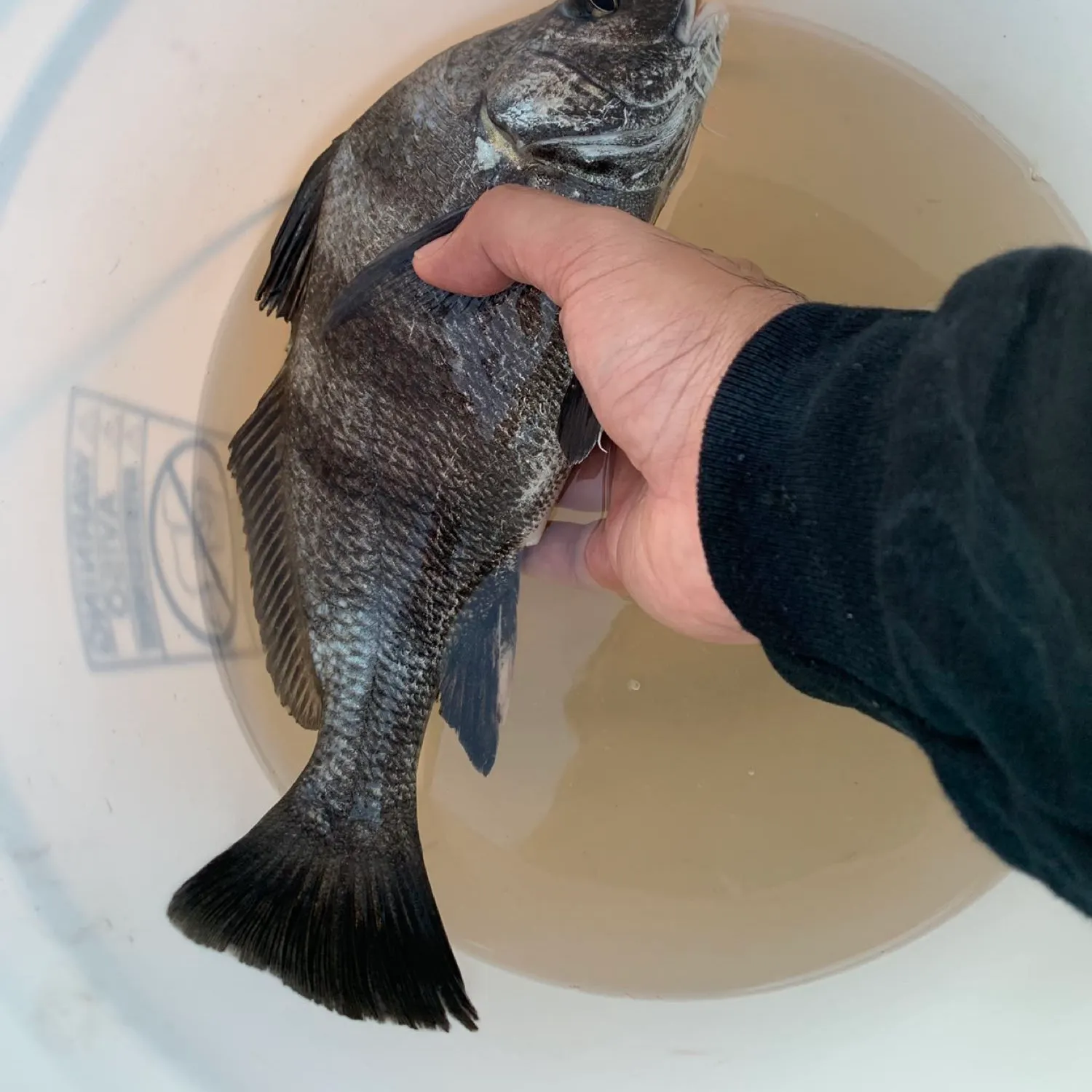 angler catch