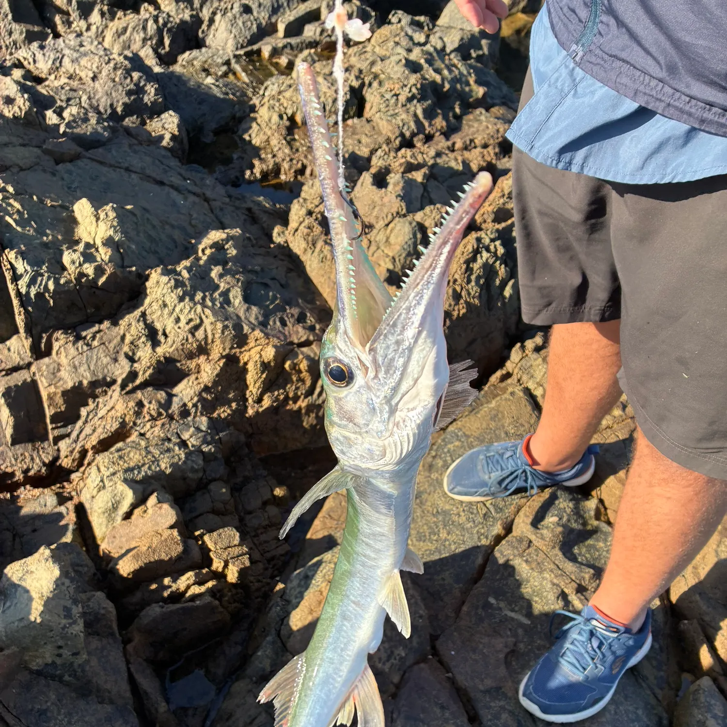 The most recent Hound needlefish catches on Fishbrain