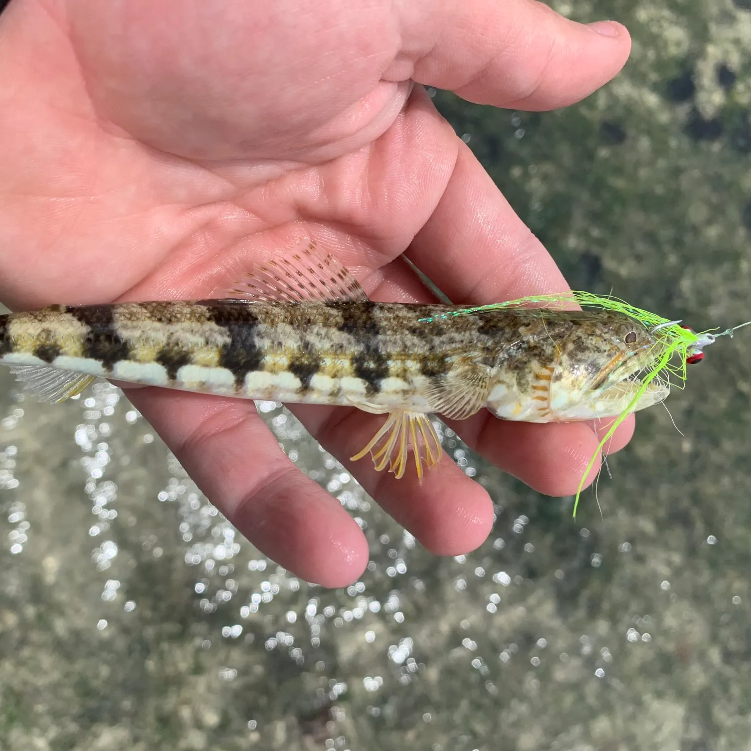 The most popular recent Variegated lizardfish catch on Fishbrain