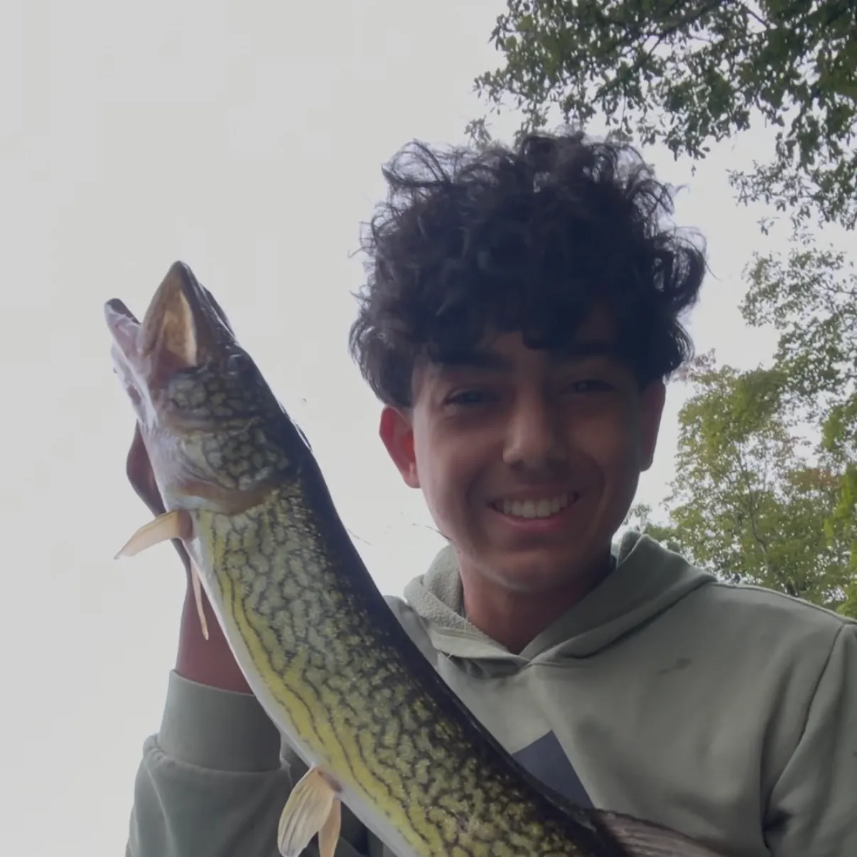 Chain pickerel caught on Fishbrain