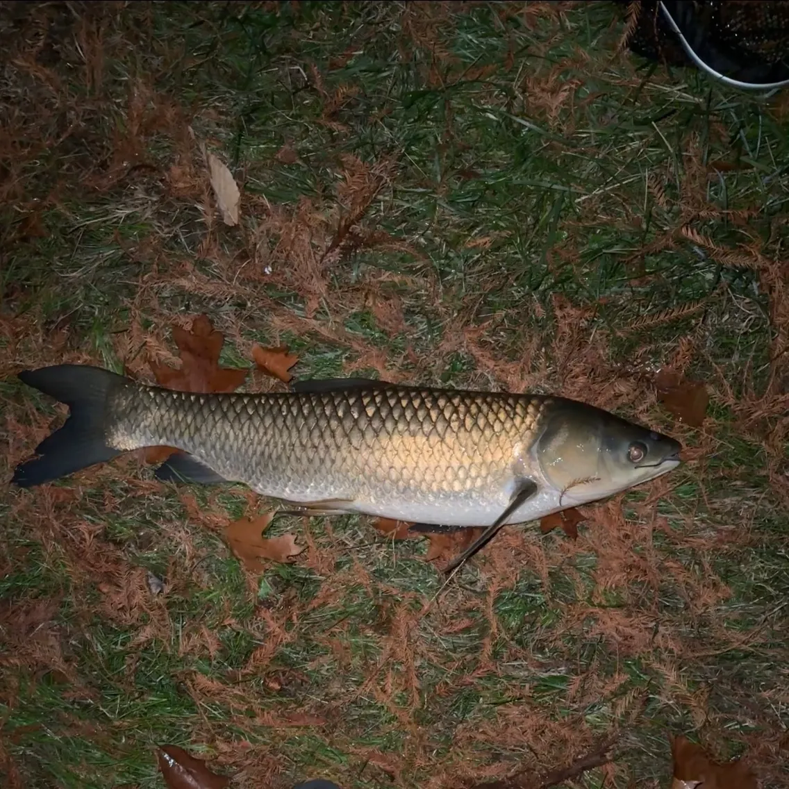 The most recent Grass carp catches on Fishbrain