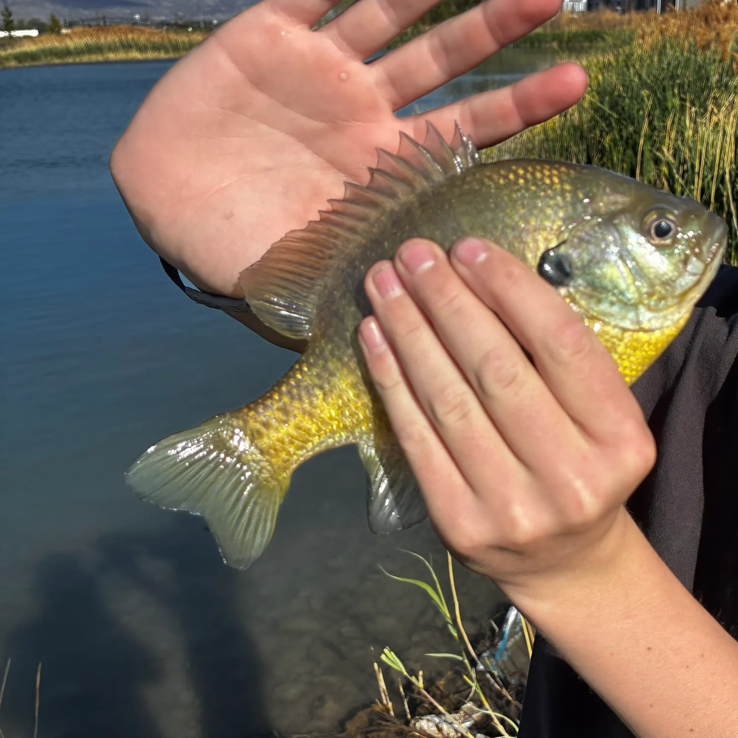 Bluegill caught on Fishbrain