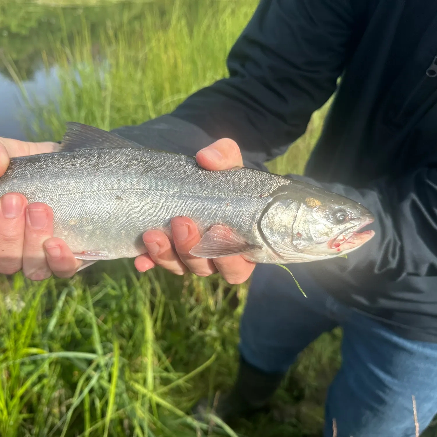 The most recent Dolly varden catches on Fishbrain
