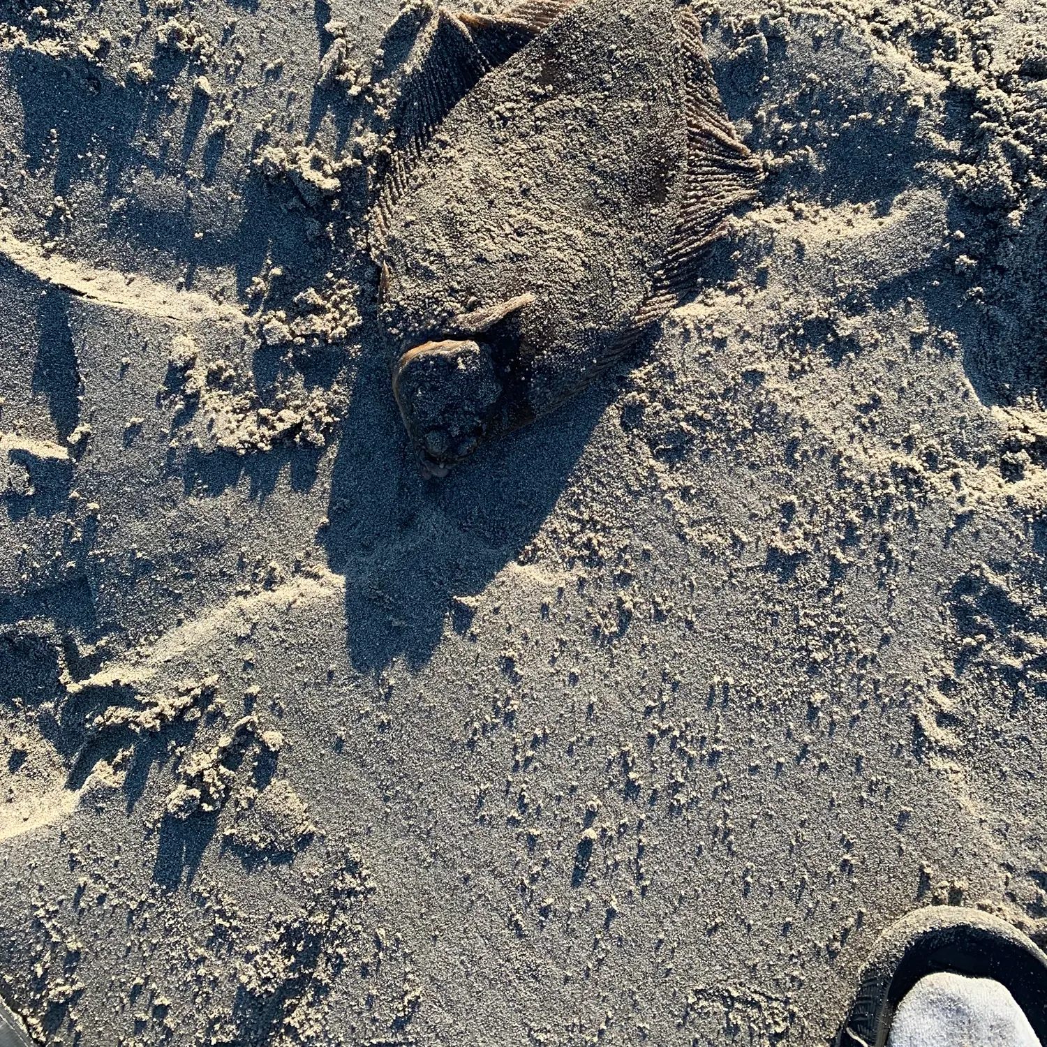 The most recent Winter flounder catches on Fishbrain