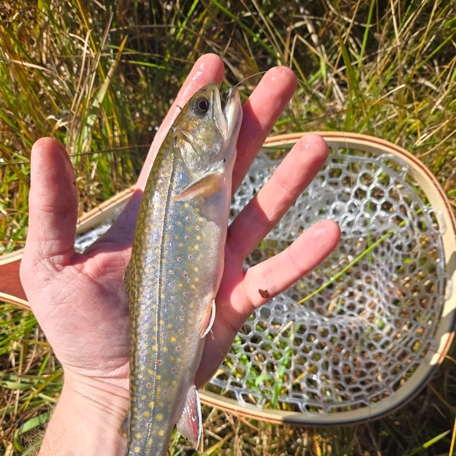 Brook trout caught on Fishbrain