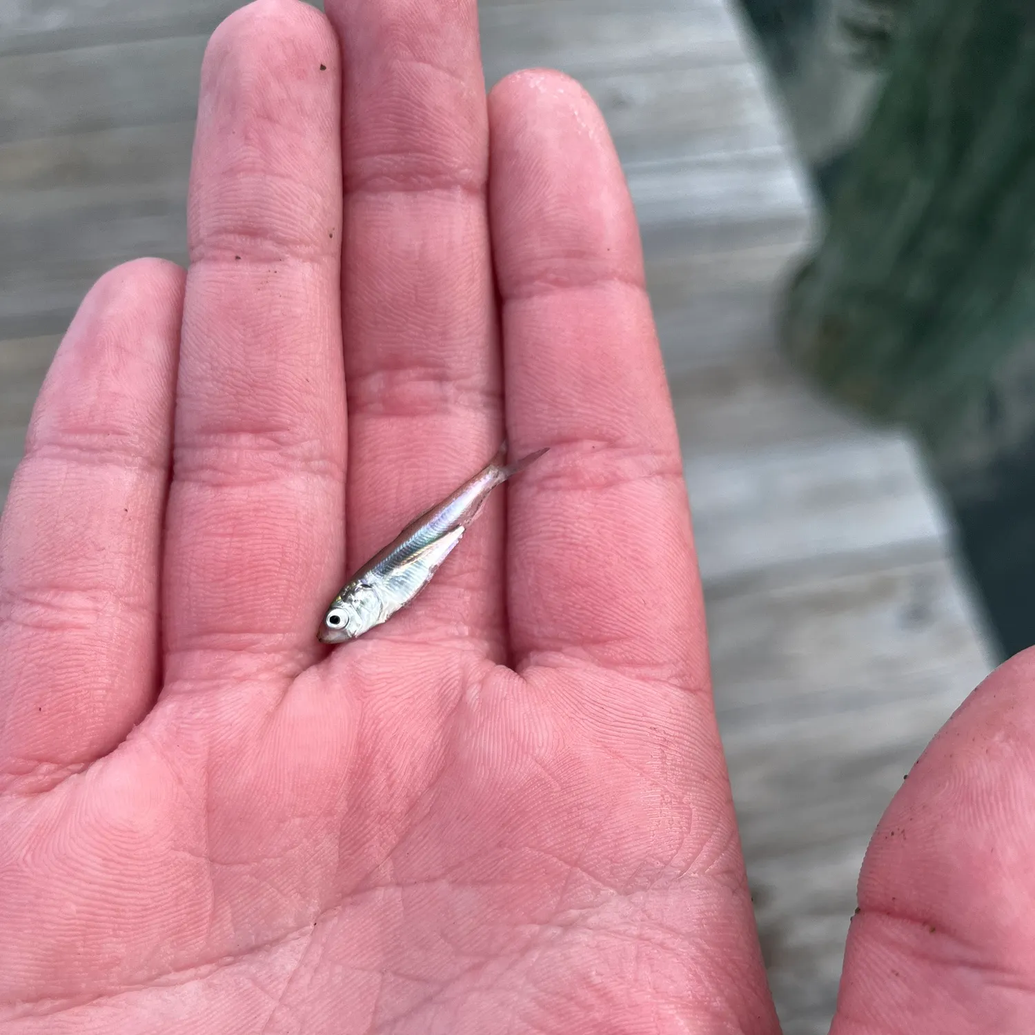The most recent Finescale menhaden catches on Fishbrain