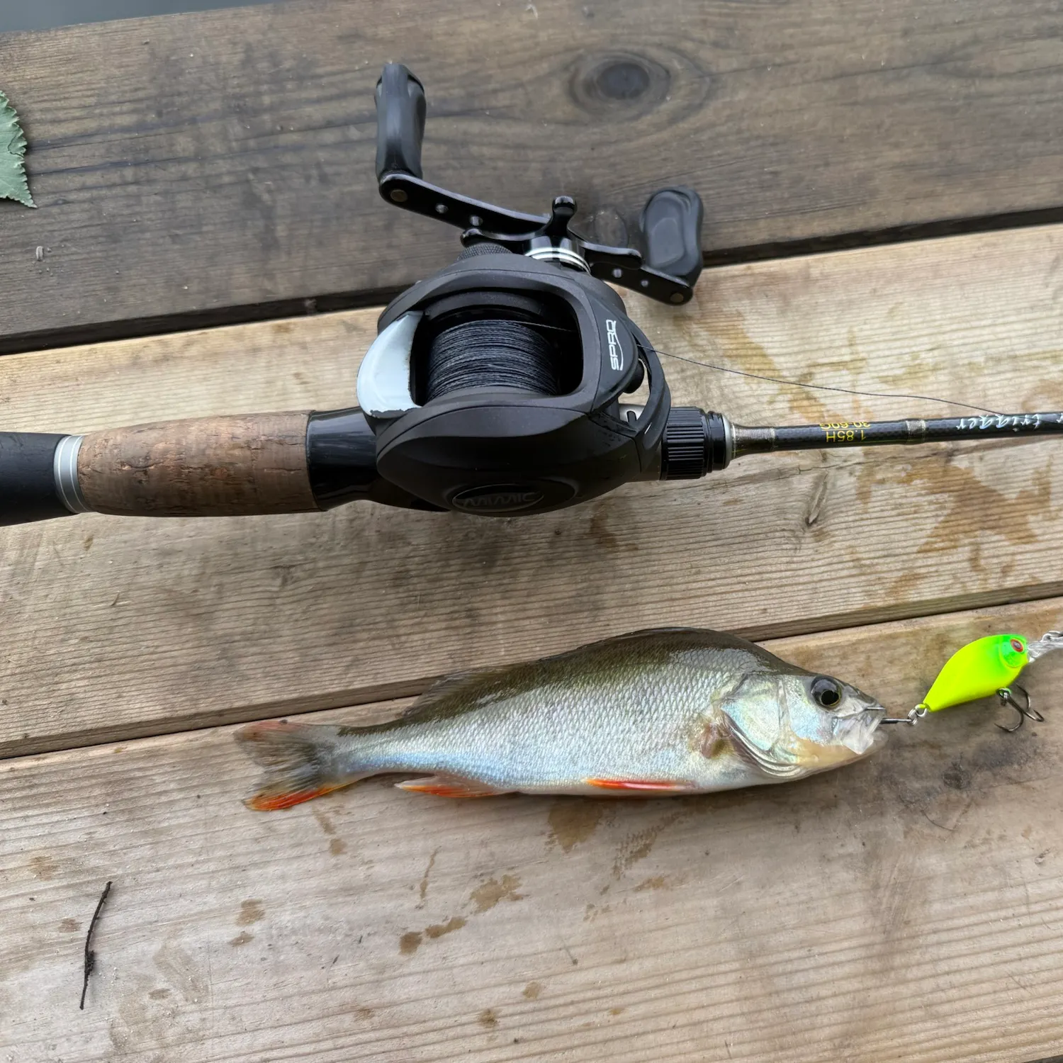 Fish caught on Fishbrain