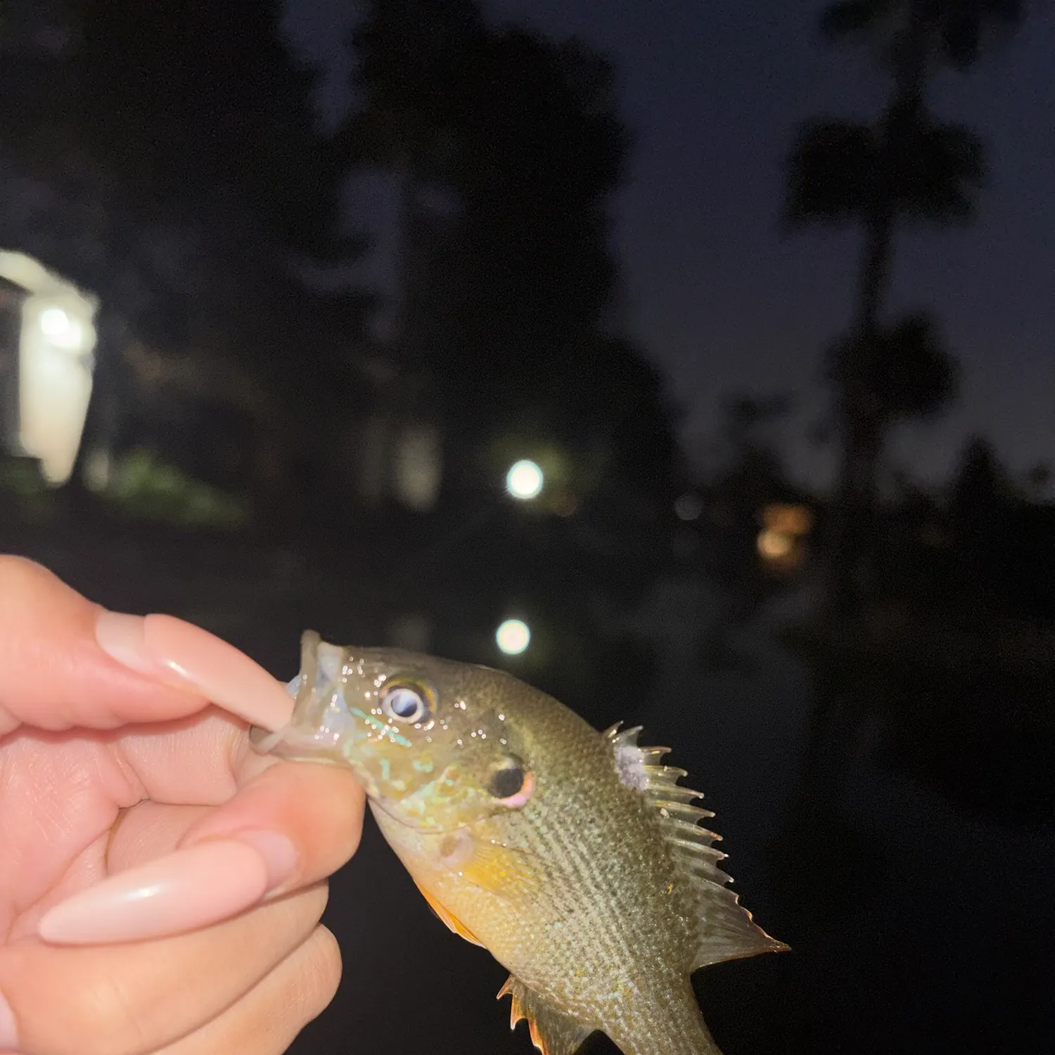 Green sunfish caught on Fishbrain