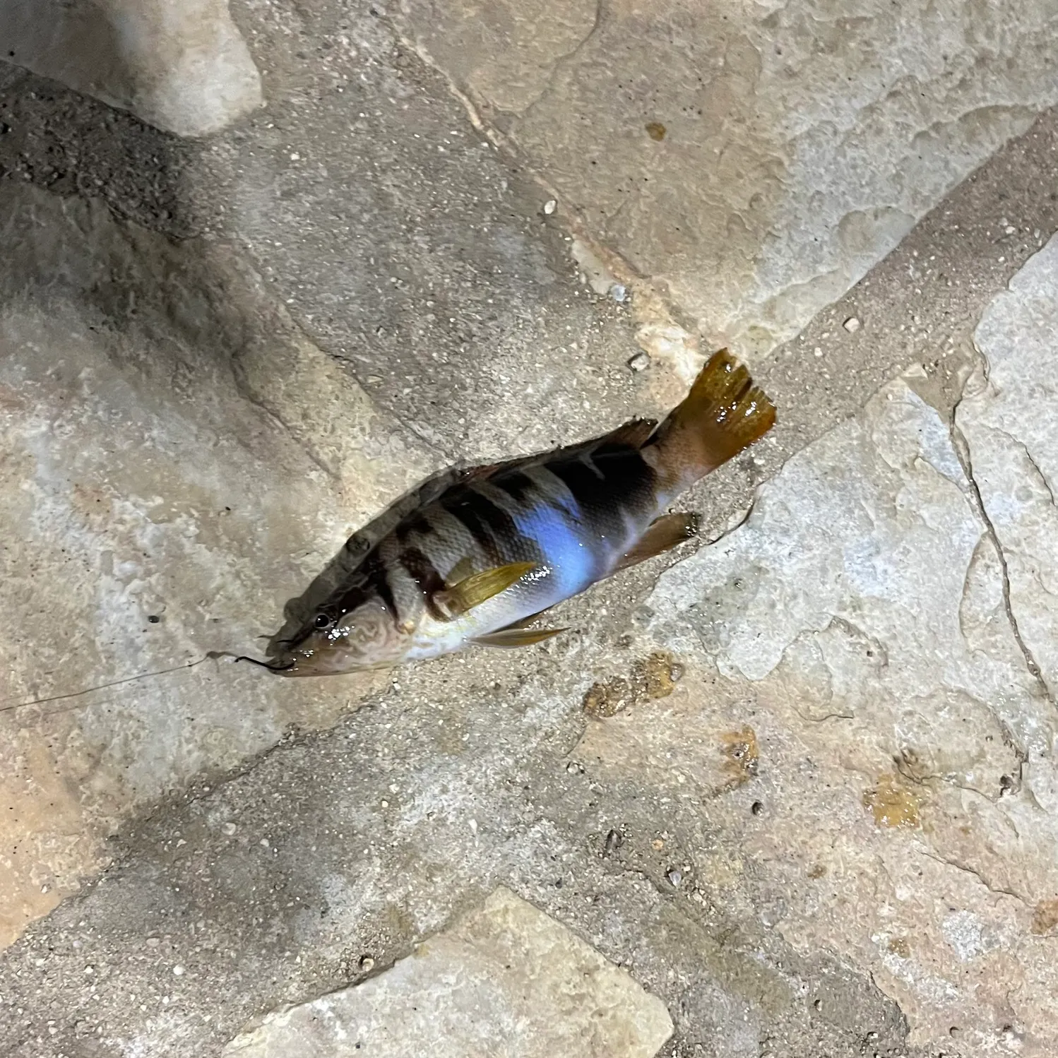 Painted comber caught on Fishbrain