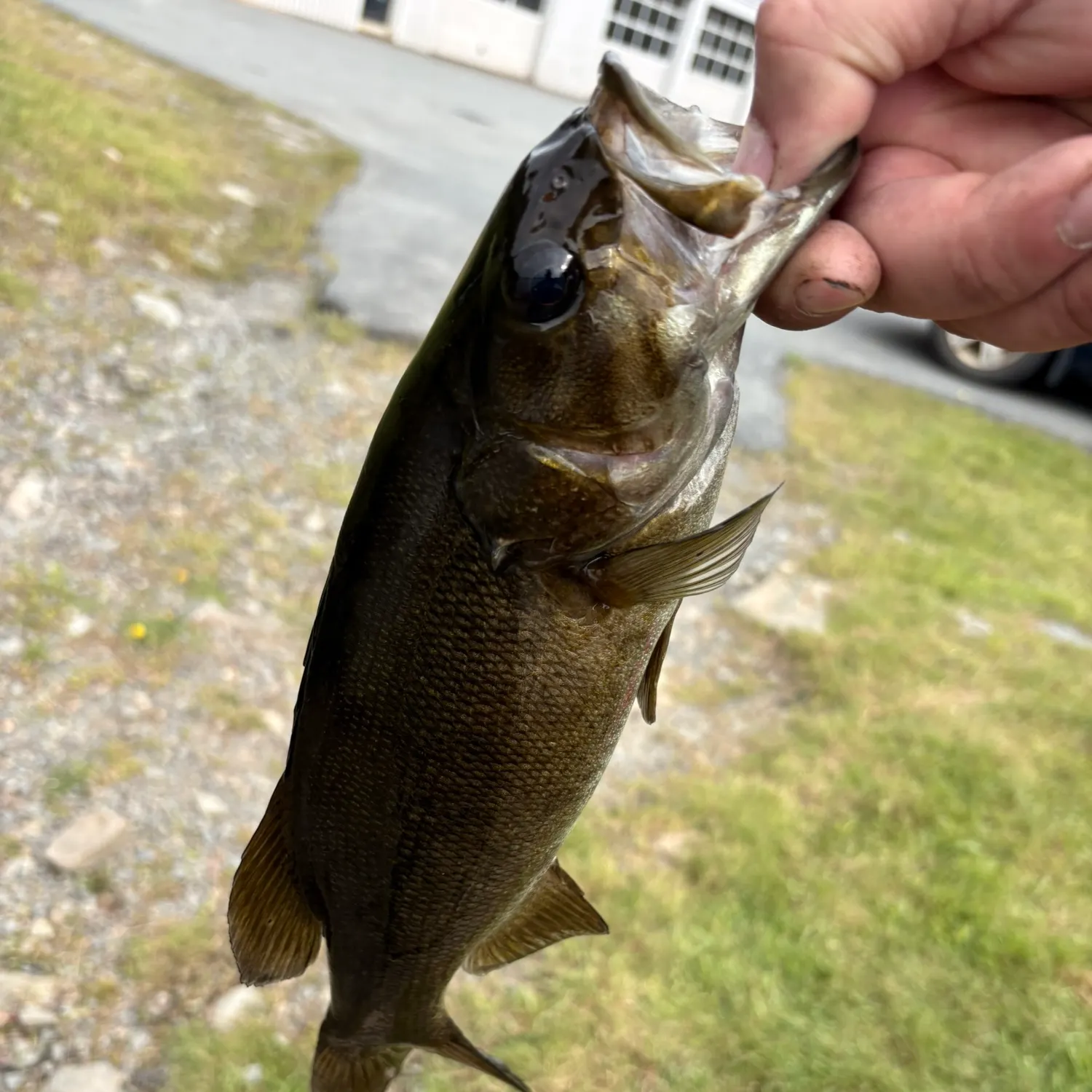 Smallmouth bass caught on Fishbrain