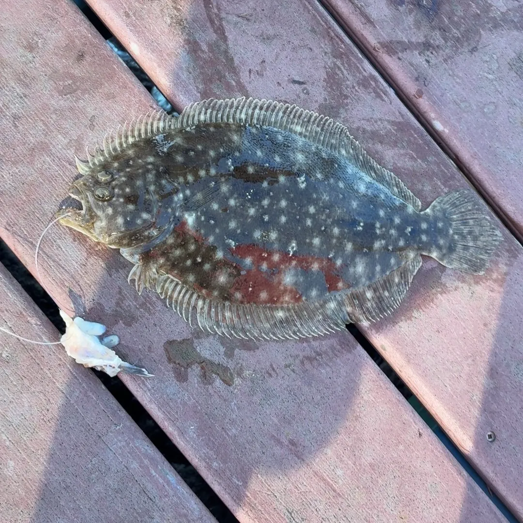 The most recent Yellowbelly flounder catches on Fishbrain