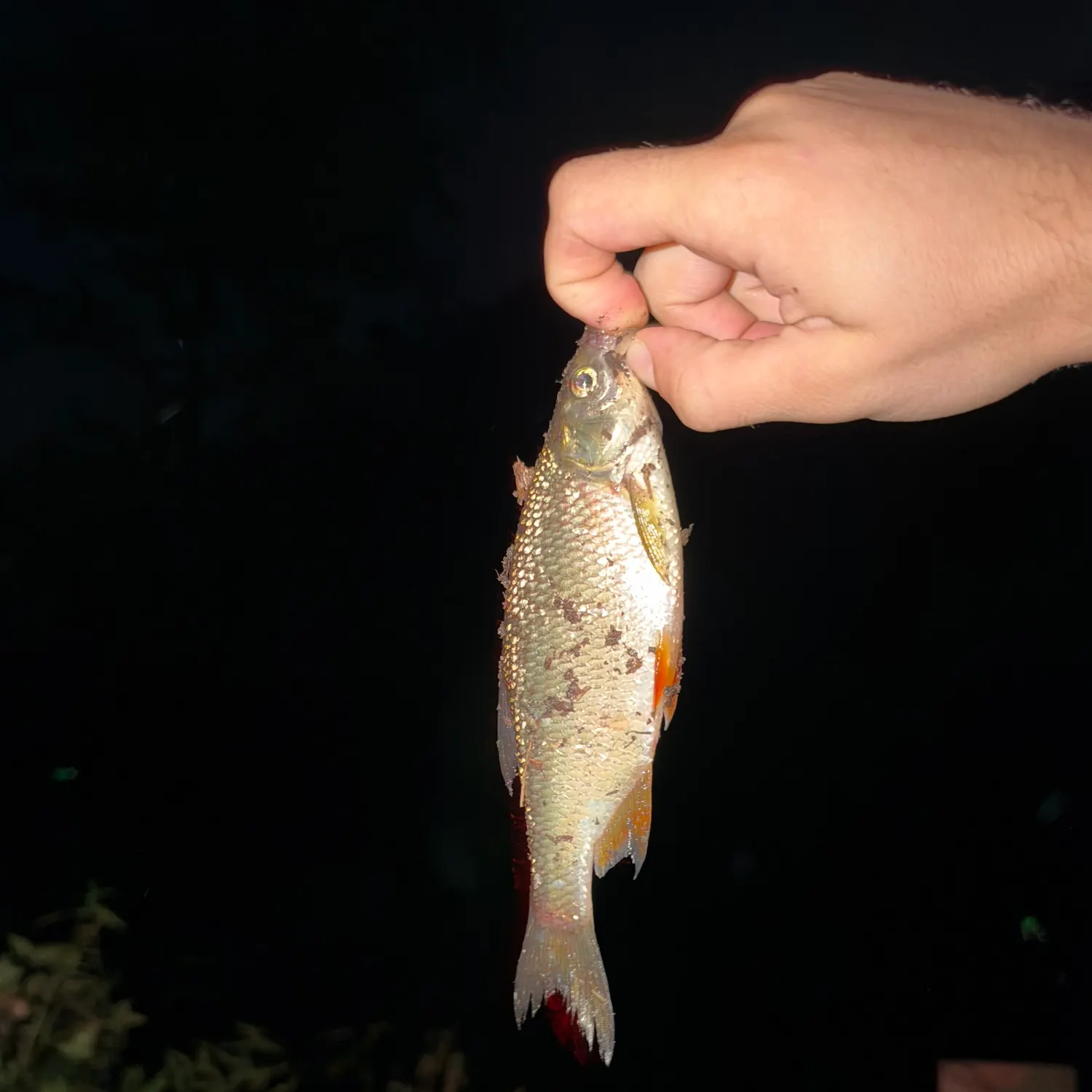Golden shiner caught on Fishbrain