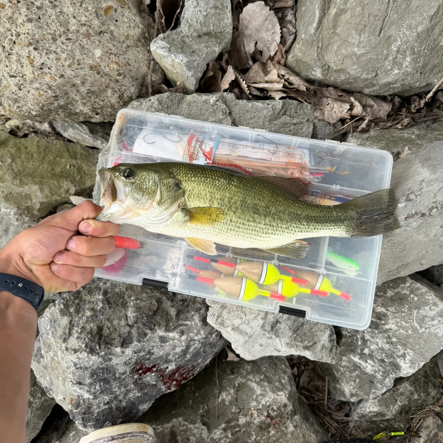 Largemouth bass caught on Fishbrain