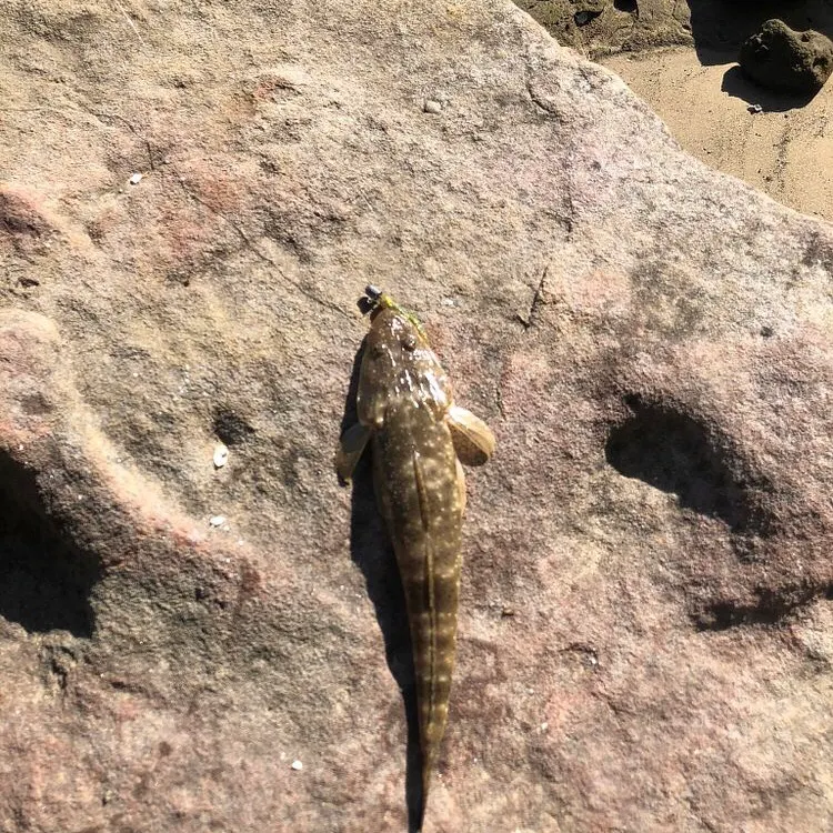 The most recent Dusky flathead catches on Fishbrain