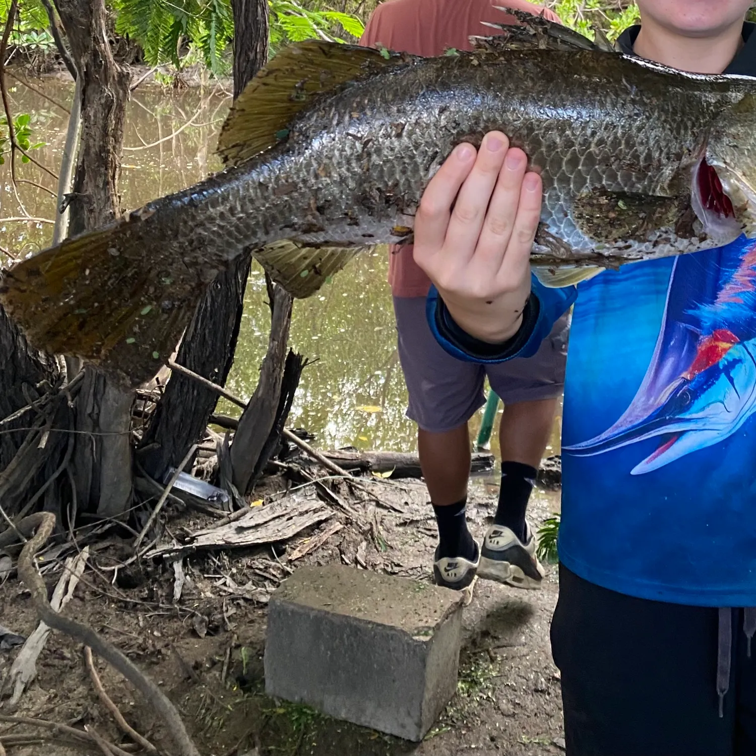 The most recent Barramundi catches on Fishbrain