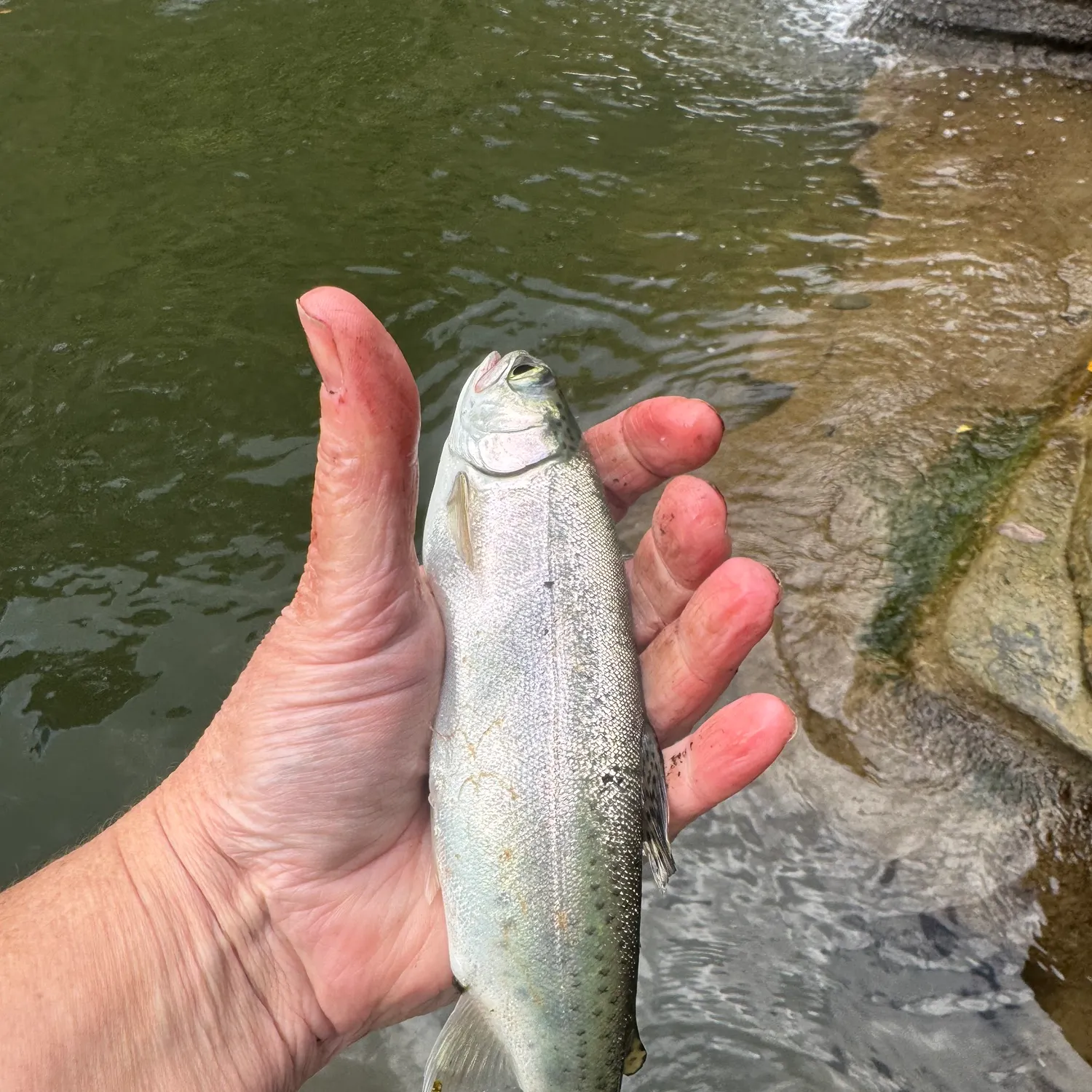 Rainbow trout caught on Fishbrain