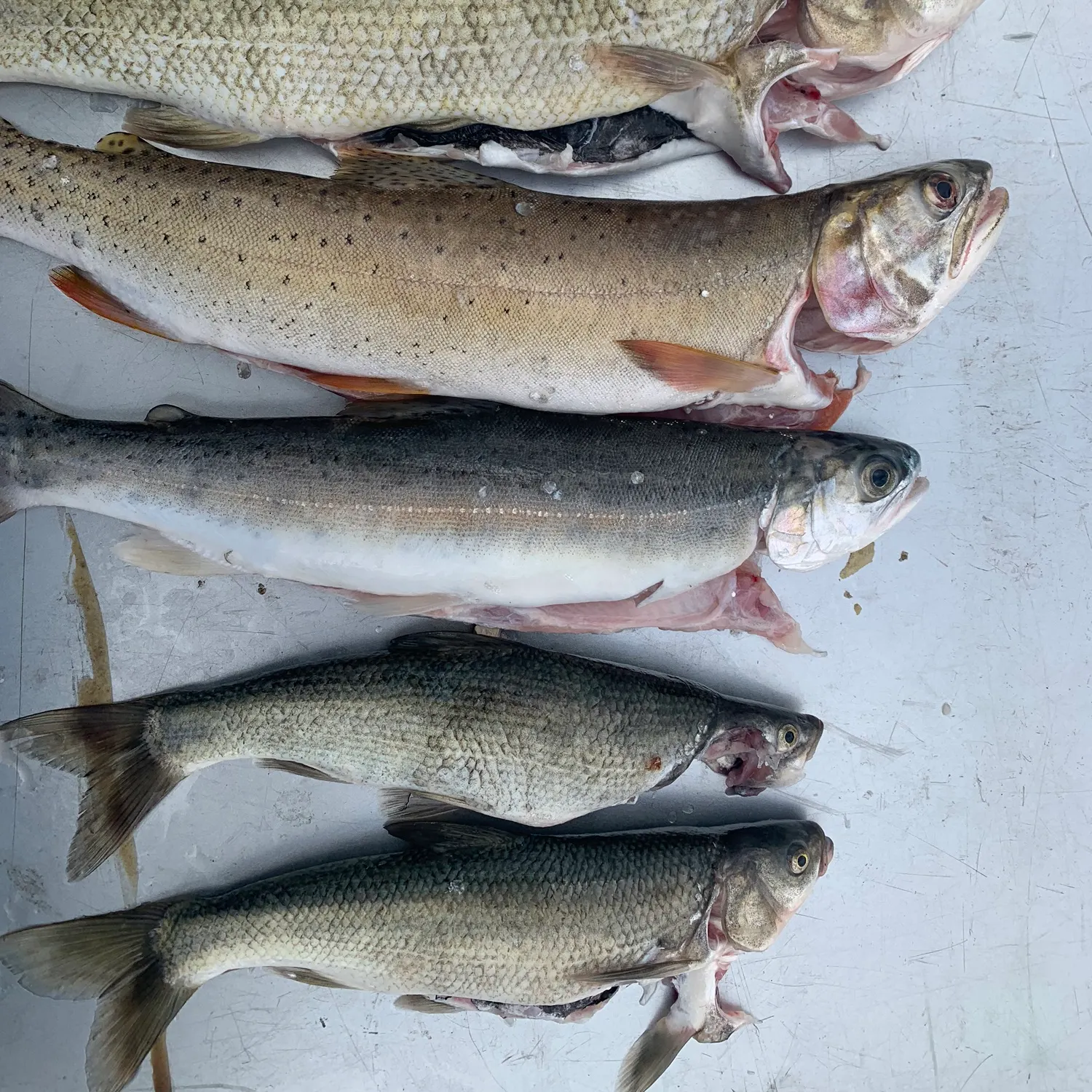 recently logged catches