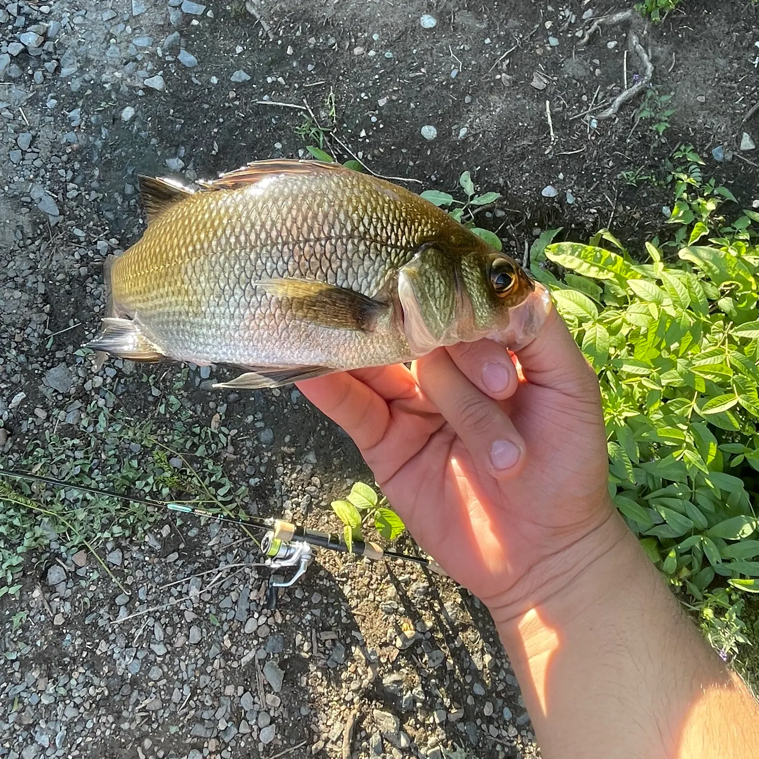 White perch caught on Fishbrain