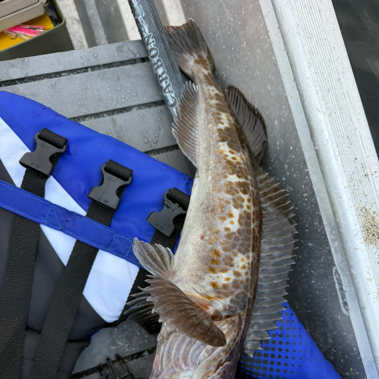 The most recent Lingcod catches on Fishbrain