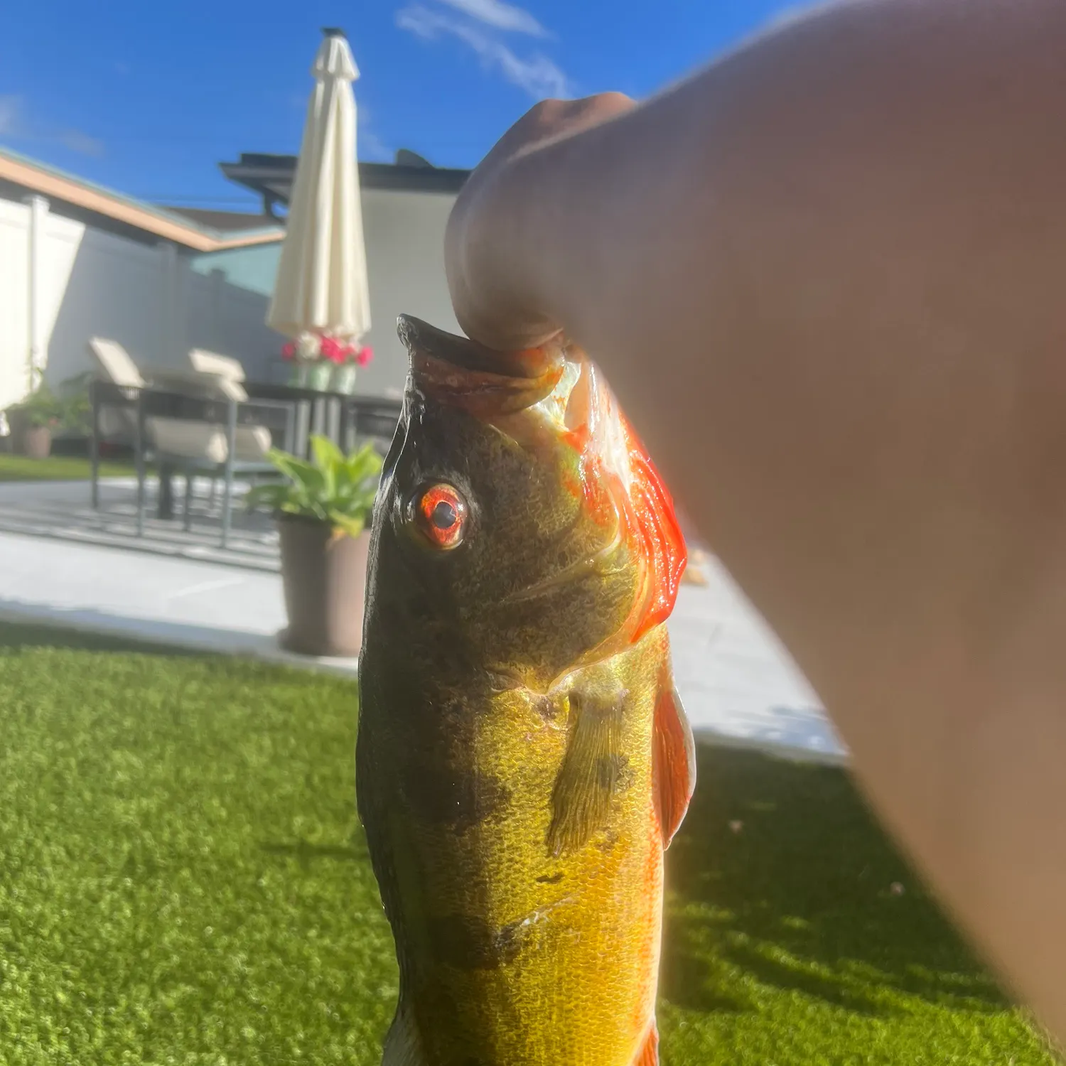 Butterfly peacock bass caught on Fishbrain
