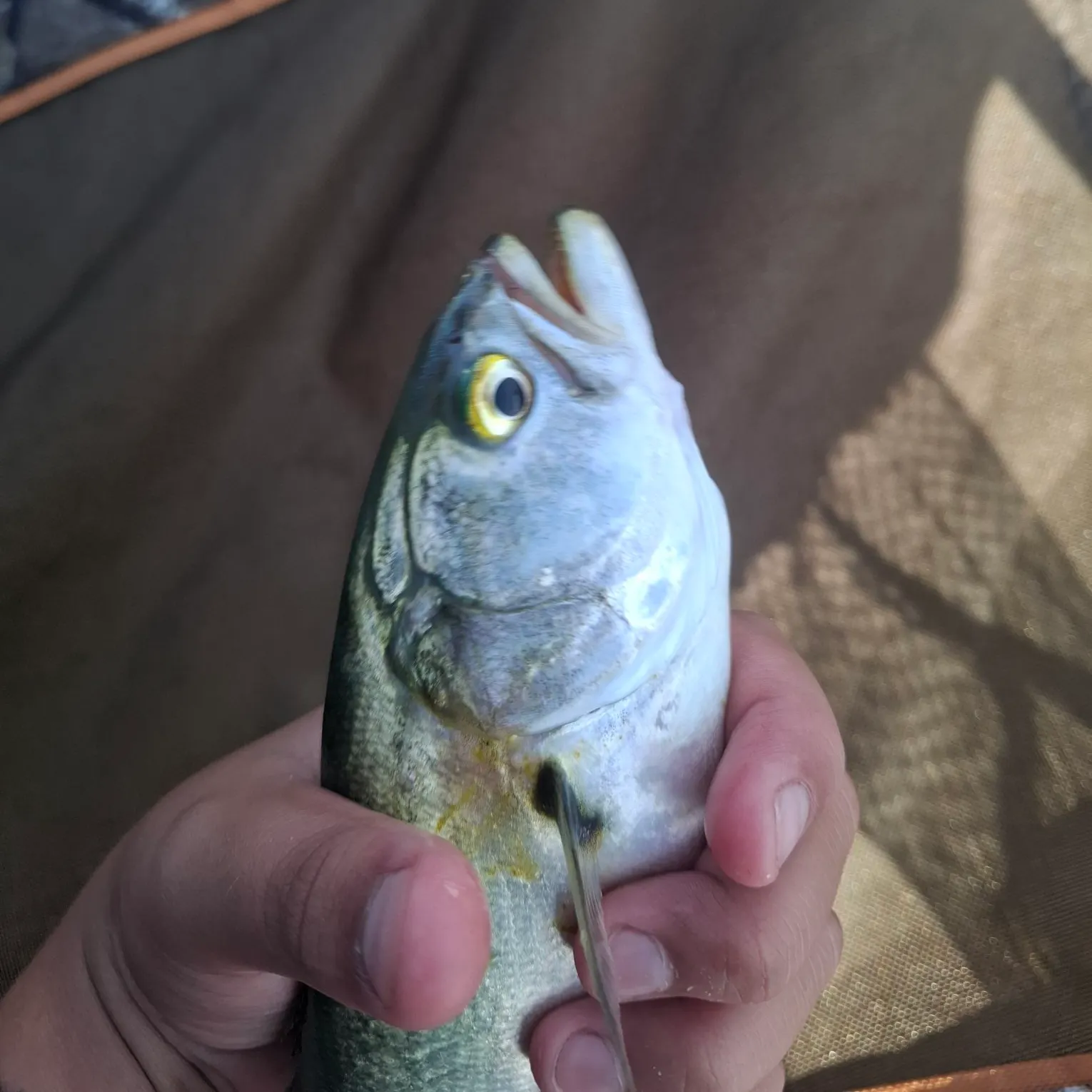 Bluefish caught on Fishbrain