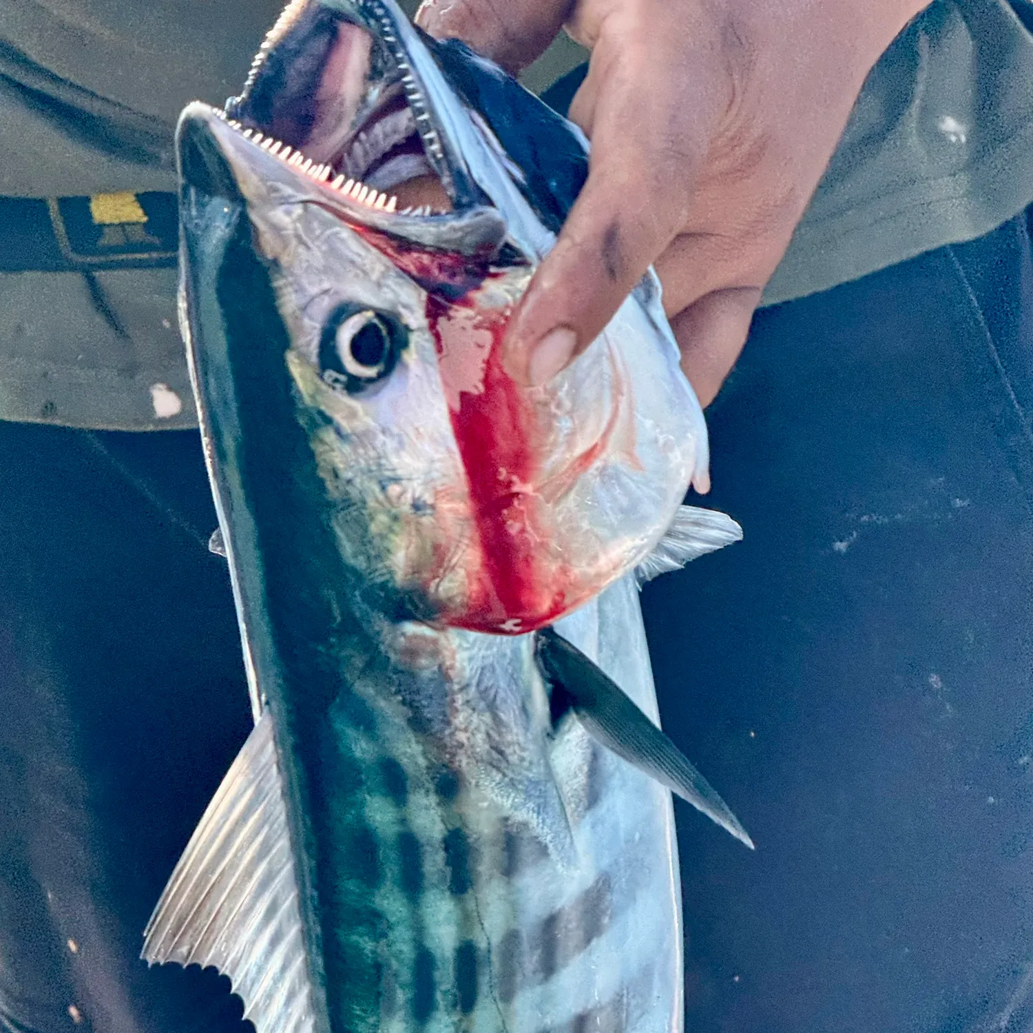 The most recent Plain bonito catches on Fishbrain