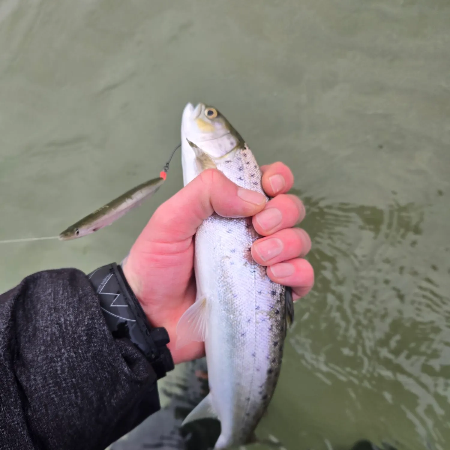 The most recent Sea trout catches on Fishbrain
