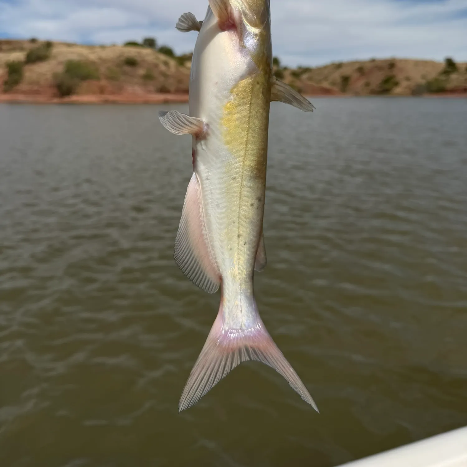 Channel catfish caught on Fishbrain