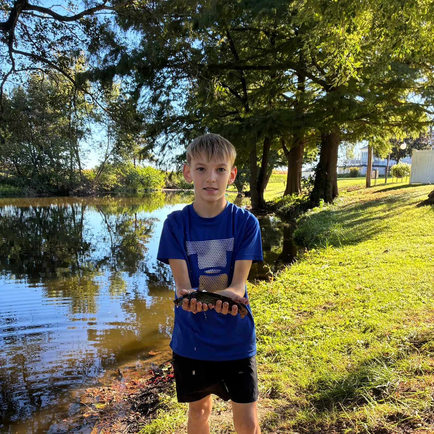 Yellow bullhead caught on Fishbrain