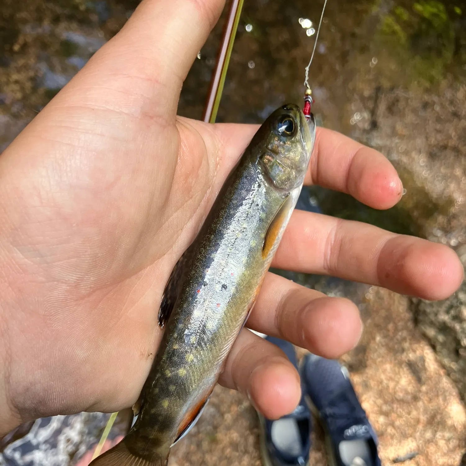 Brook trout caught on Fishbrain