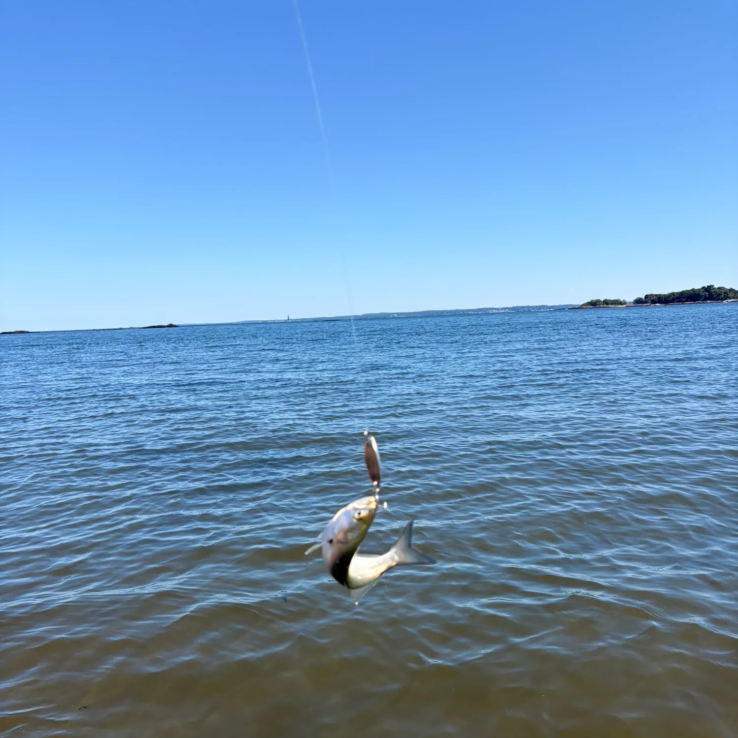 The most recent Bluefish catches on Fishbrain