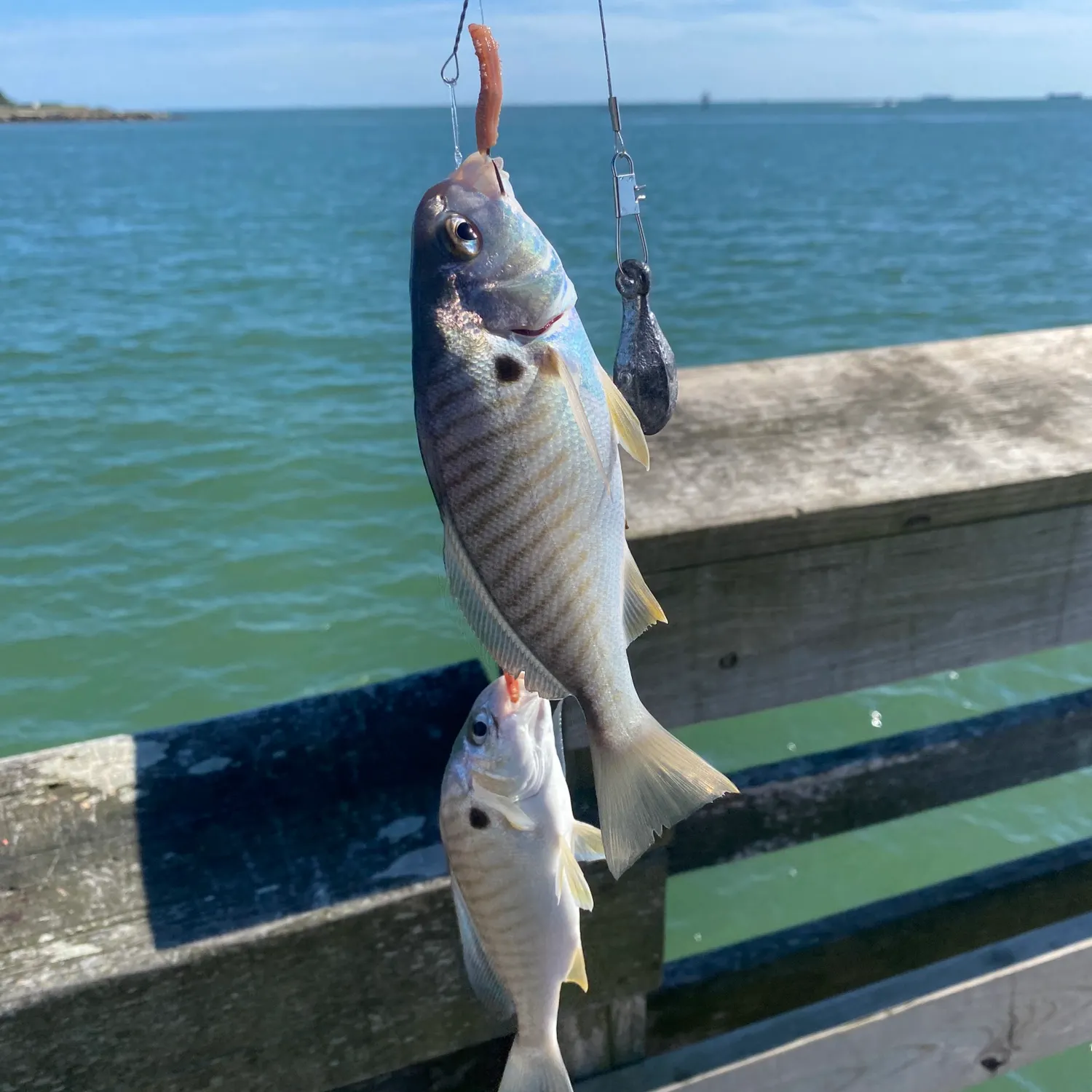 The most recent Spot croaker catches on Fishbrain