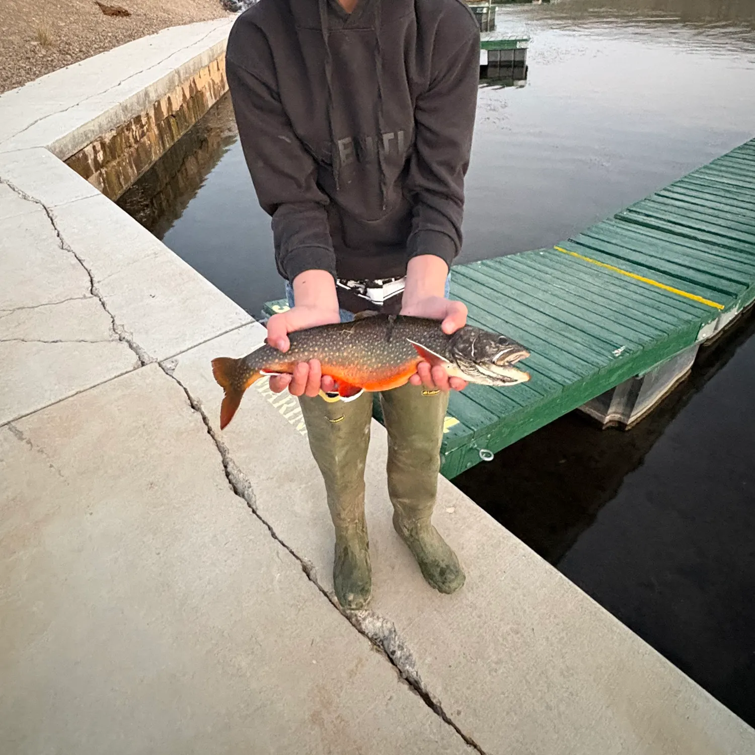 The most recent Splake catches on Fishbrain