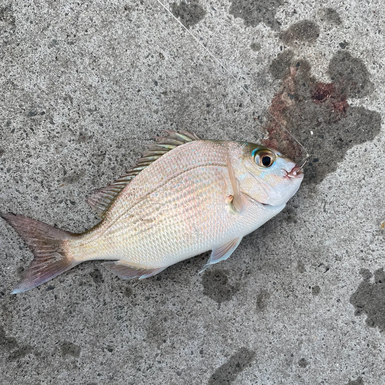 Australasian snapper caught on Fishbrain