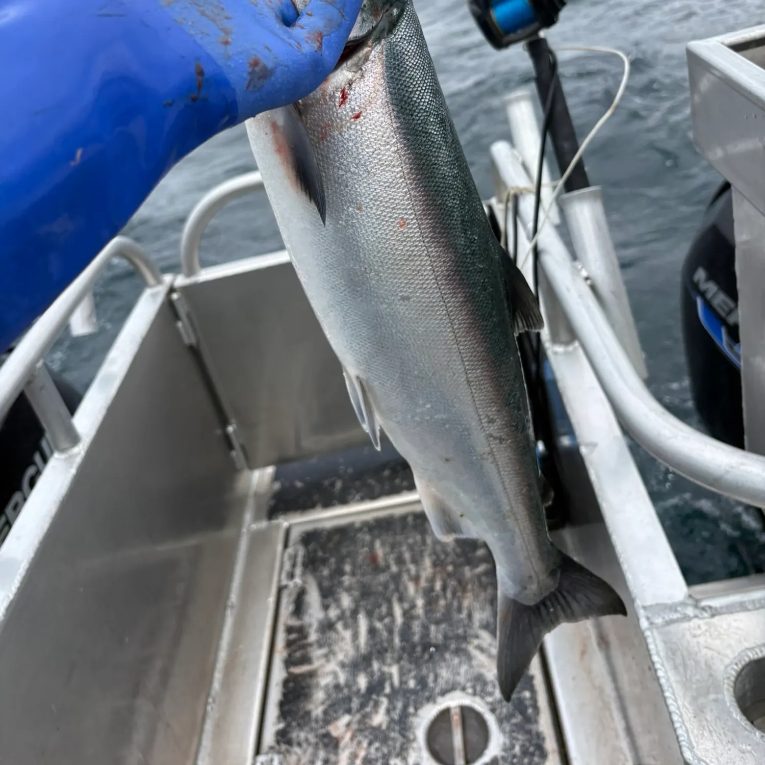 Coho salmon caught on Fishbrain